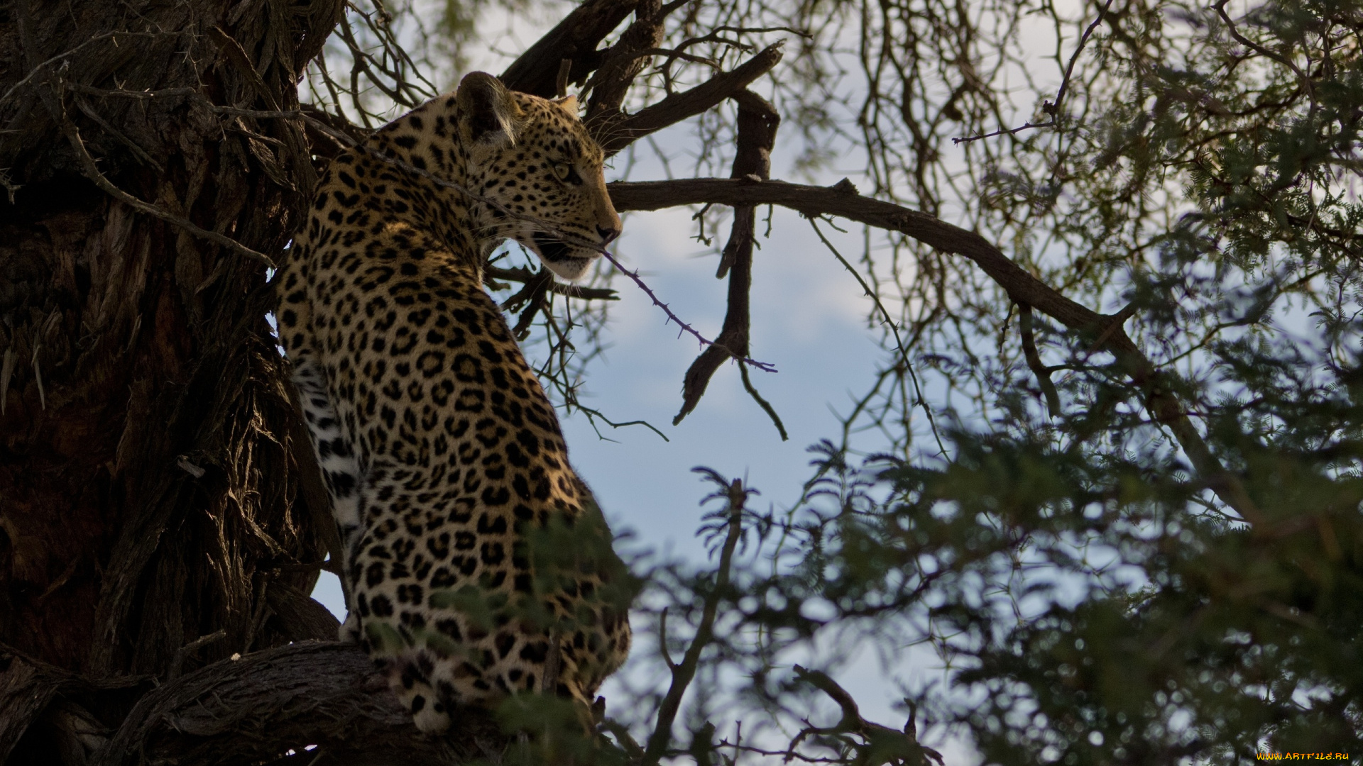 животные, леопарды, леопард, дерево