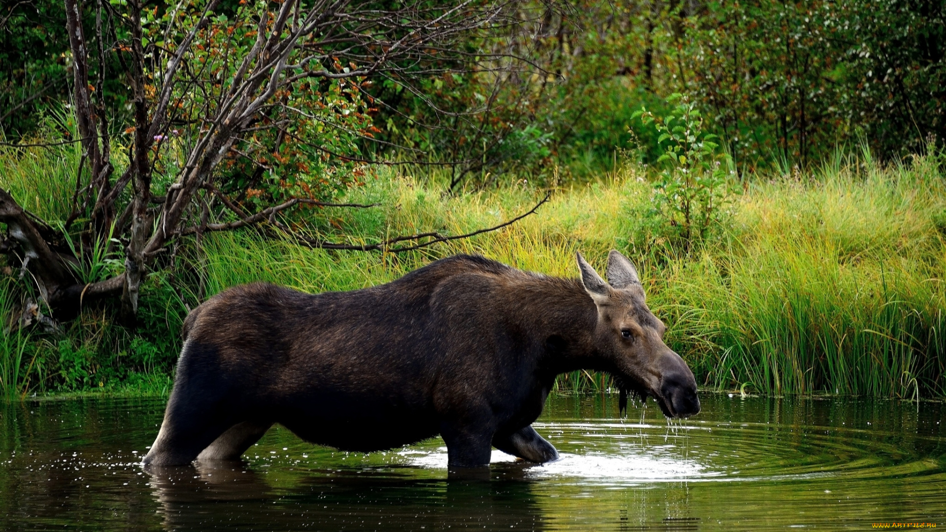 животные, лоси, река, лес