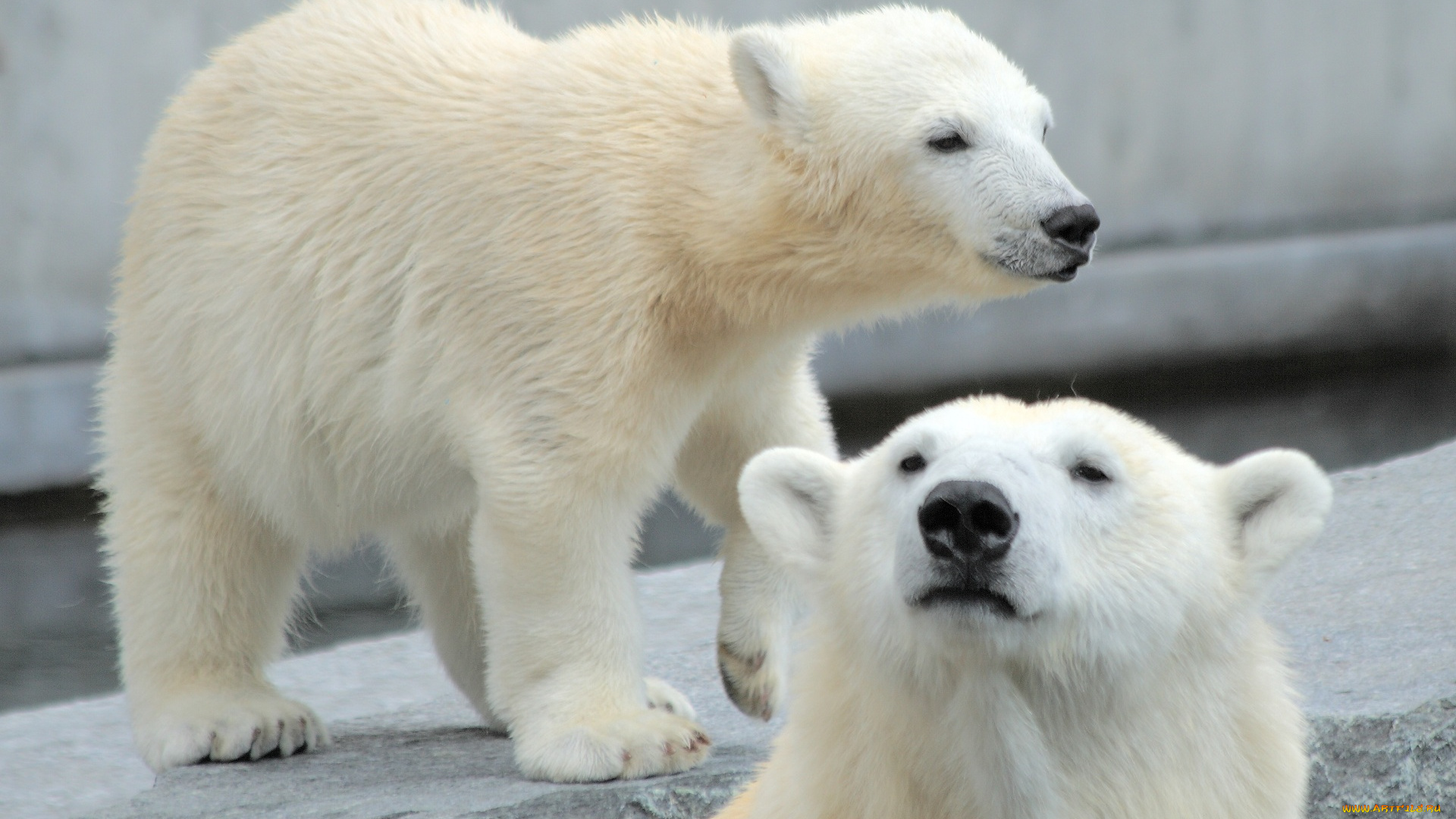 животные, медведи, белые