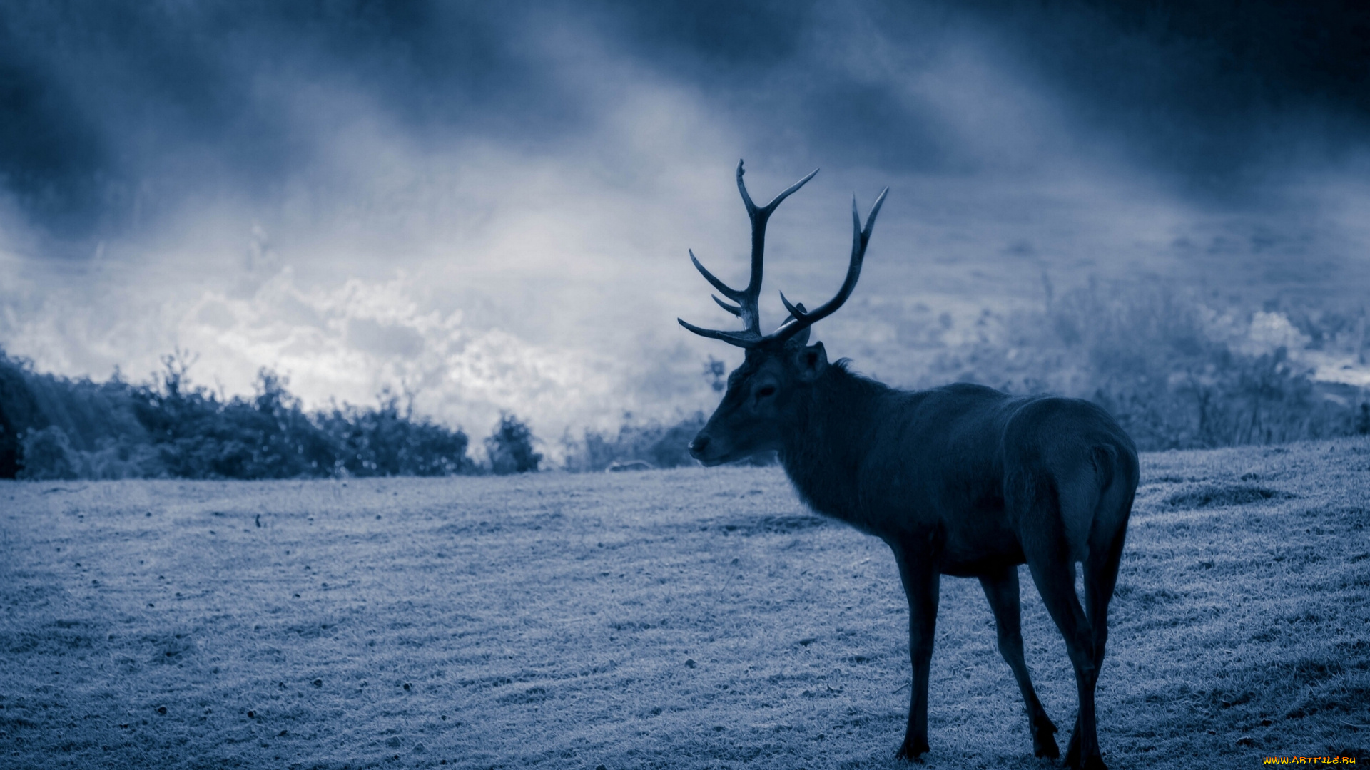 животные, олени, трава