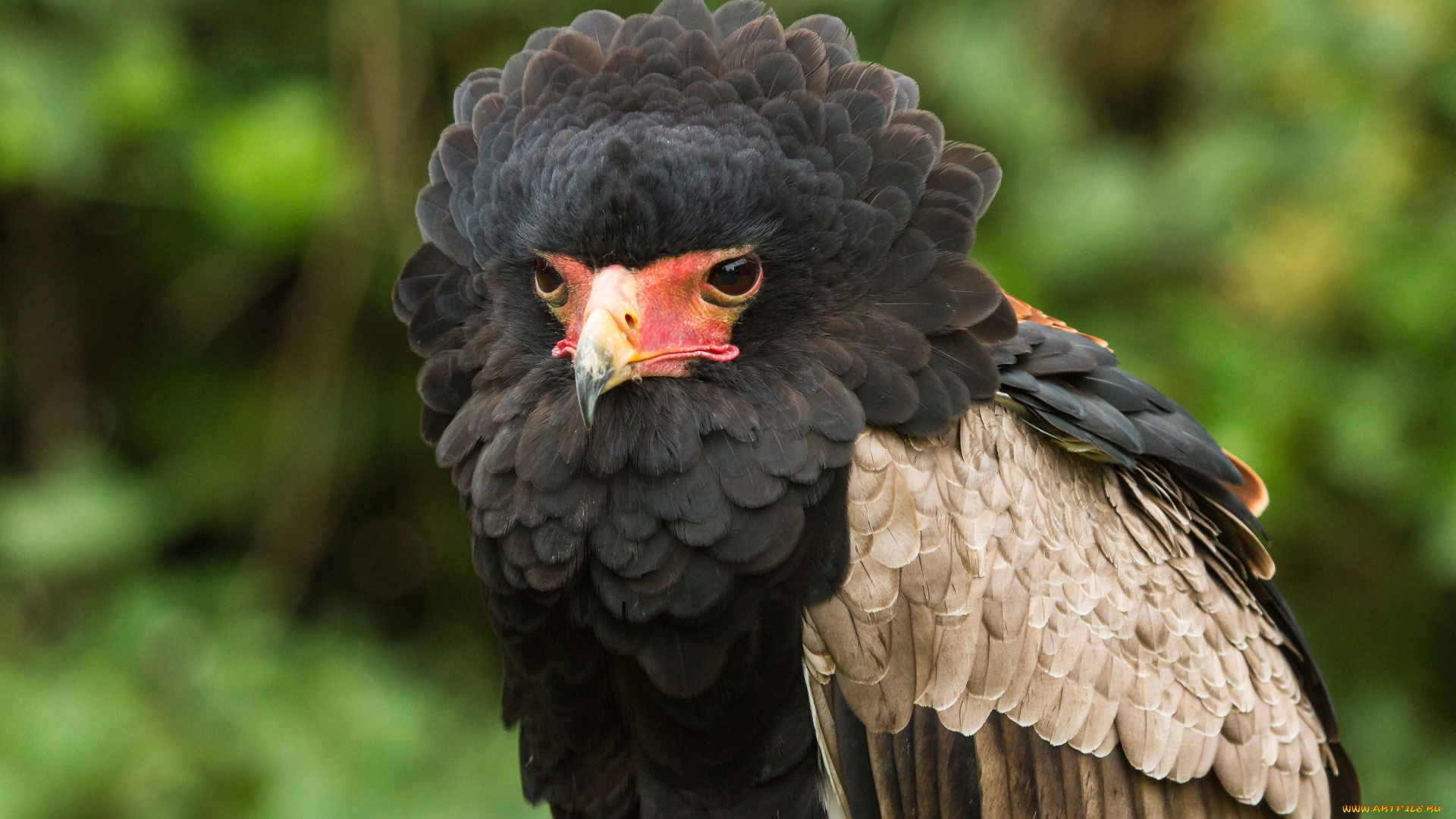 животные, птицы, хищники, каракара, перья