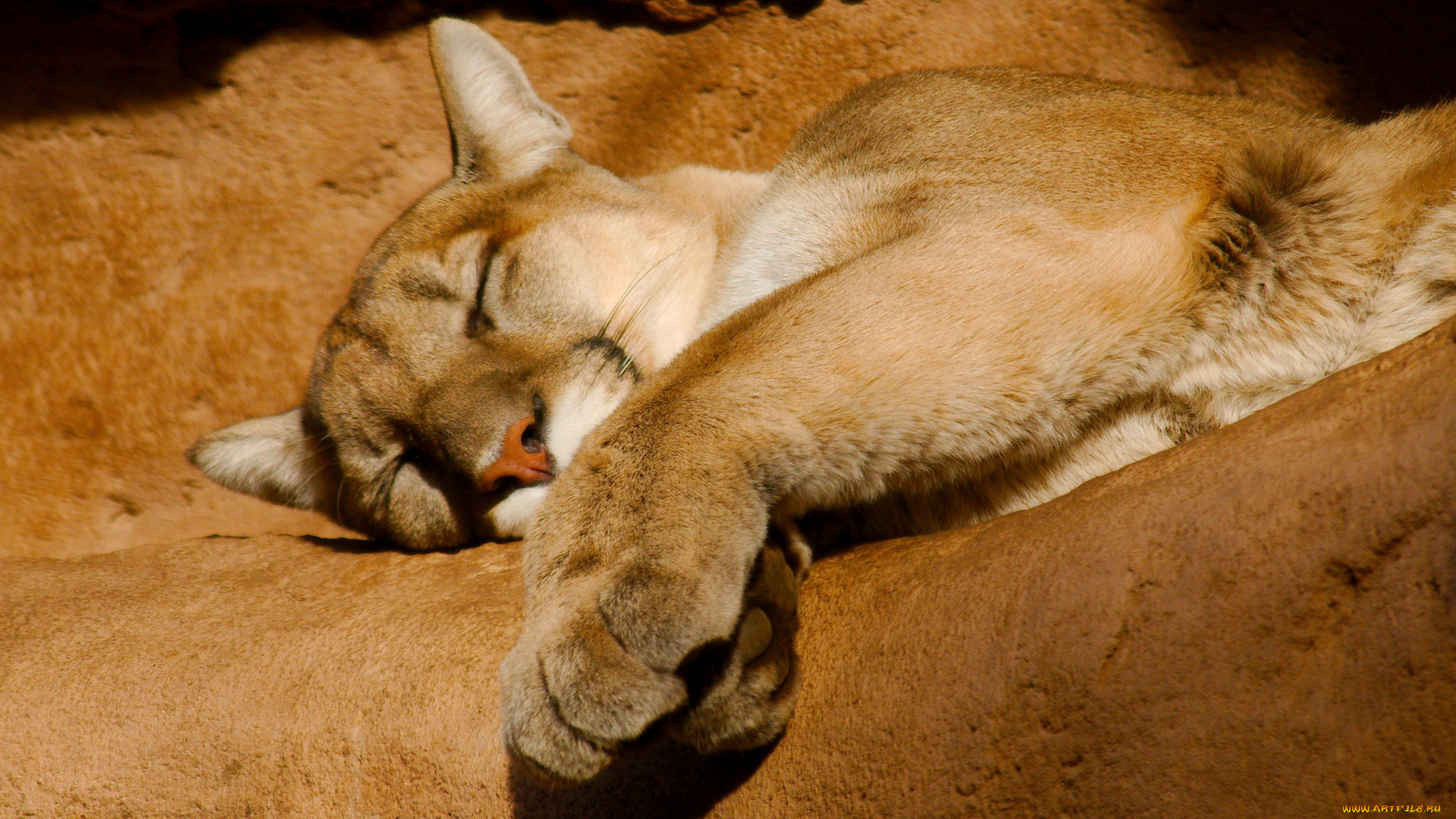 животные, пумы, кугуар, горный, лев, отдых, сон