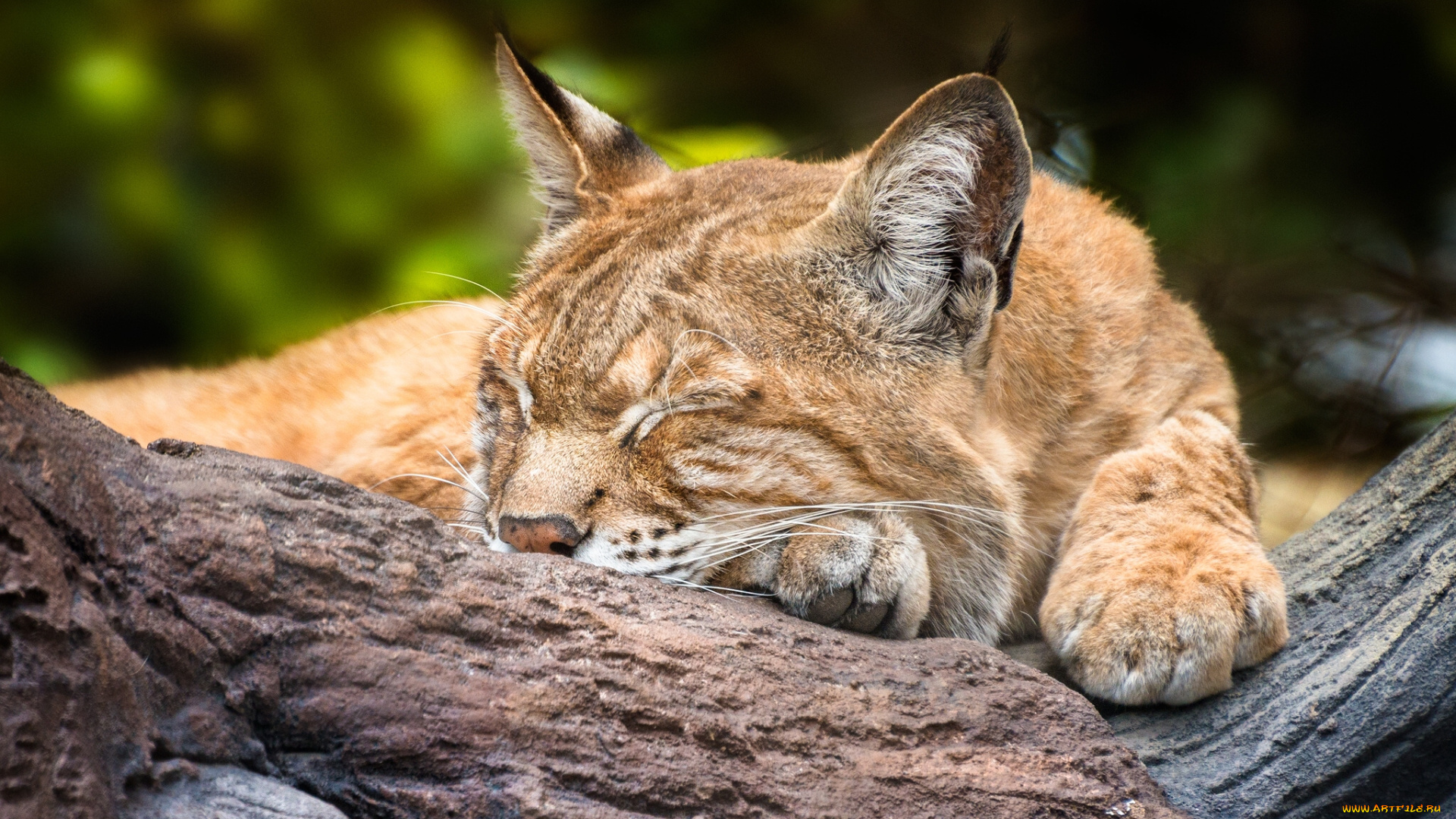 животные, рыси, спящая, рысь, сон