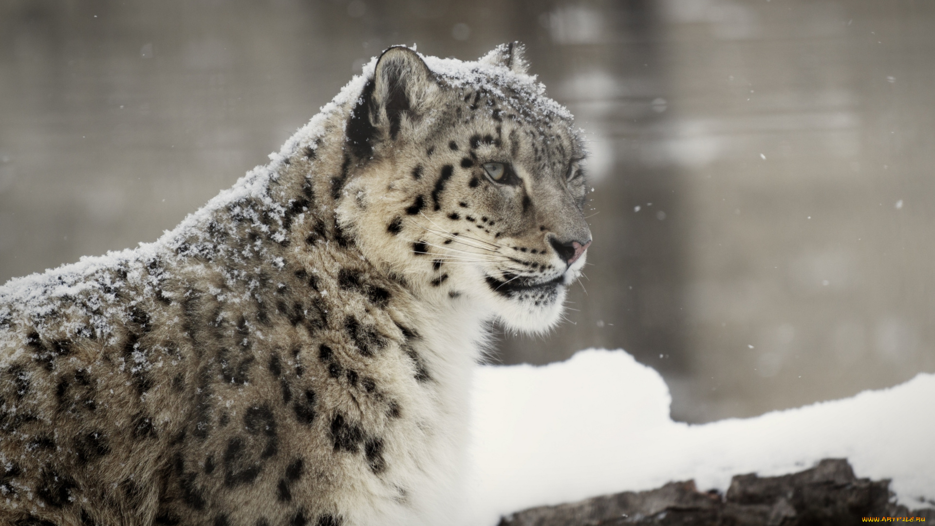 животные, снежный, барс, ирбис, морда