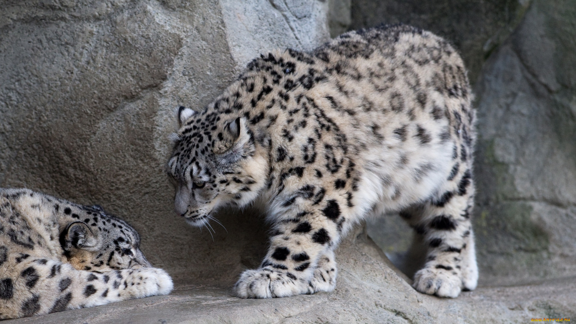 животные, снежный, барс, ирбис, снежные, барсы