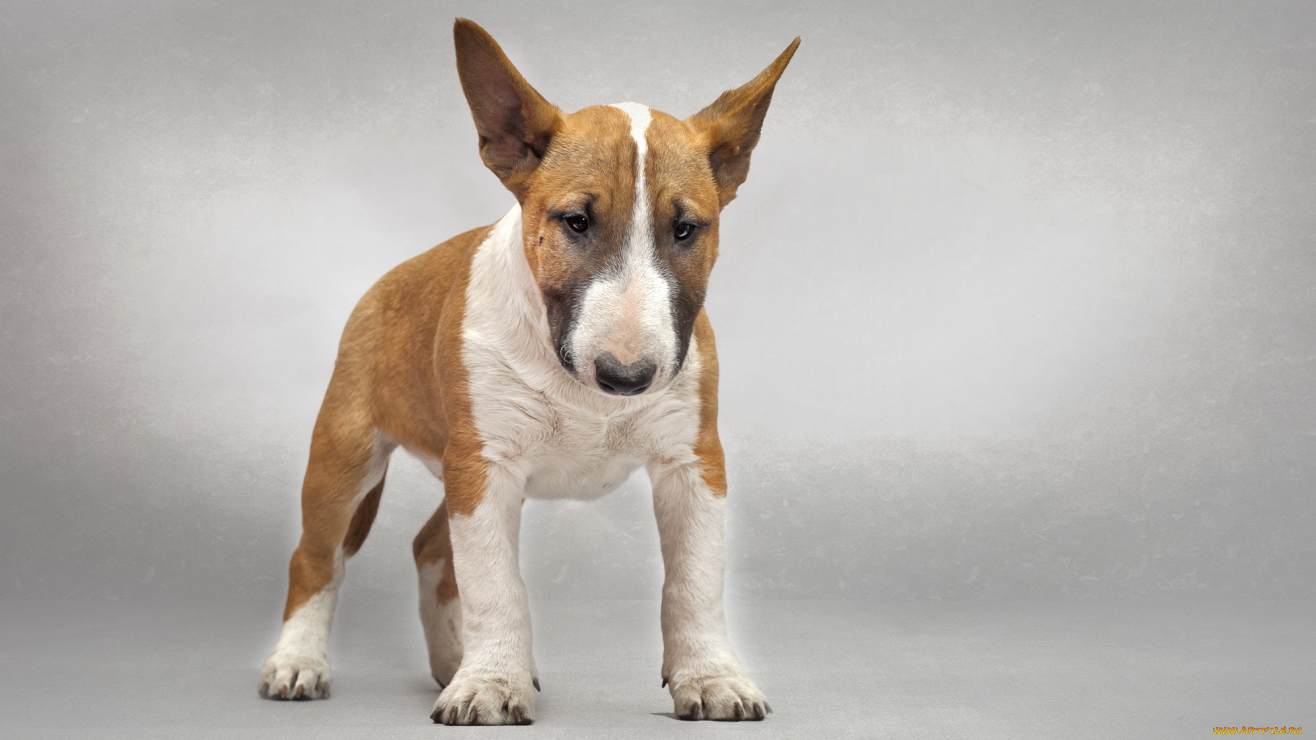 животные, собаки, бультерьер