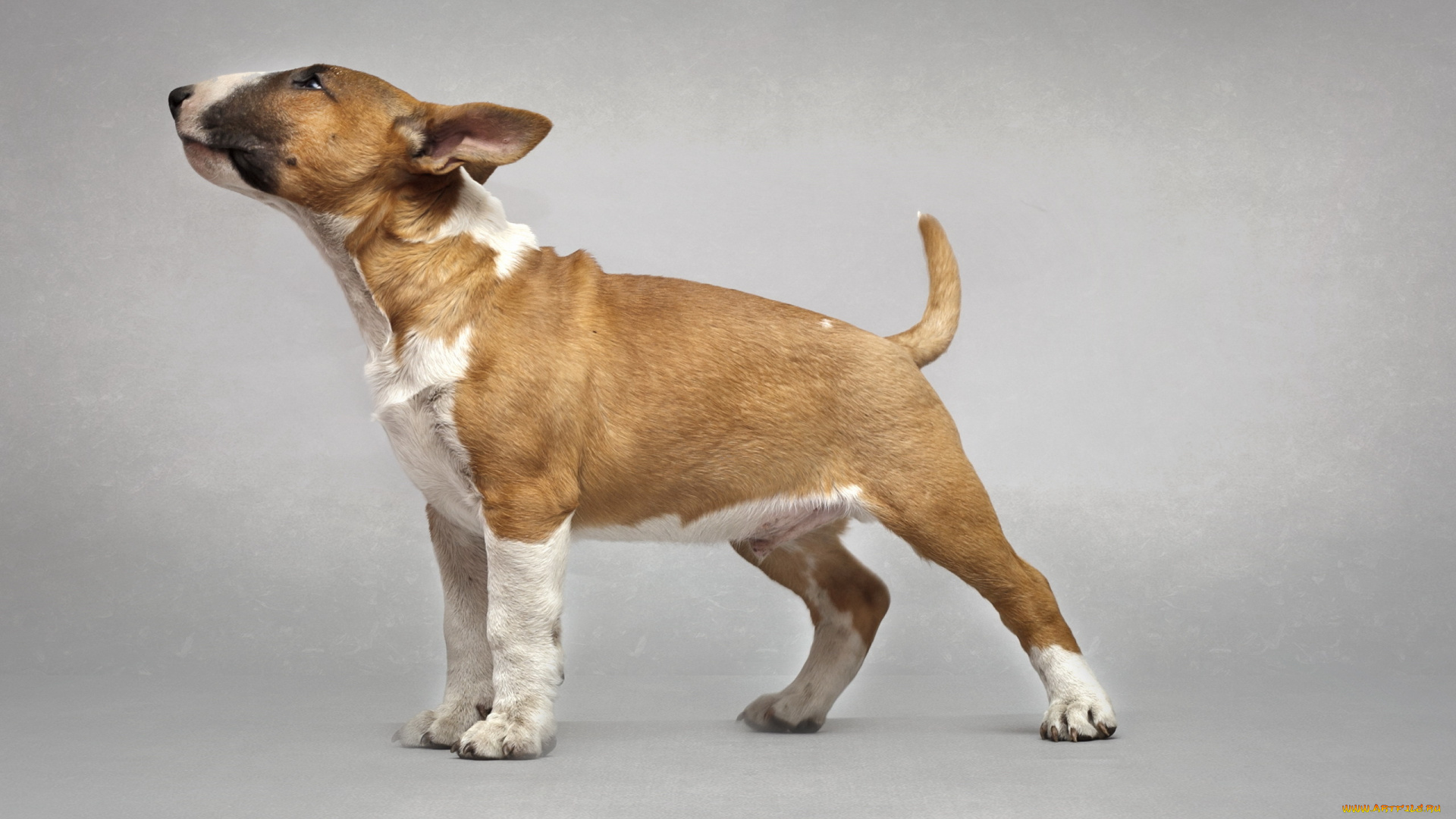 животные, собаки, бультерьер, собака, друг