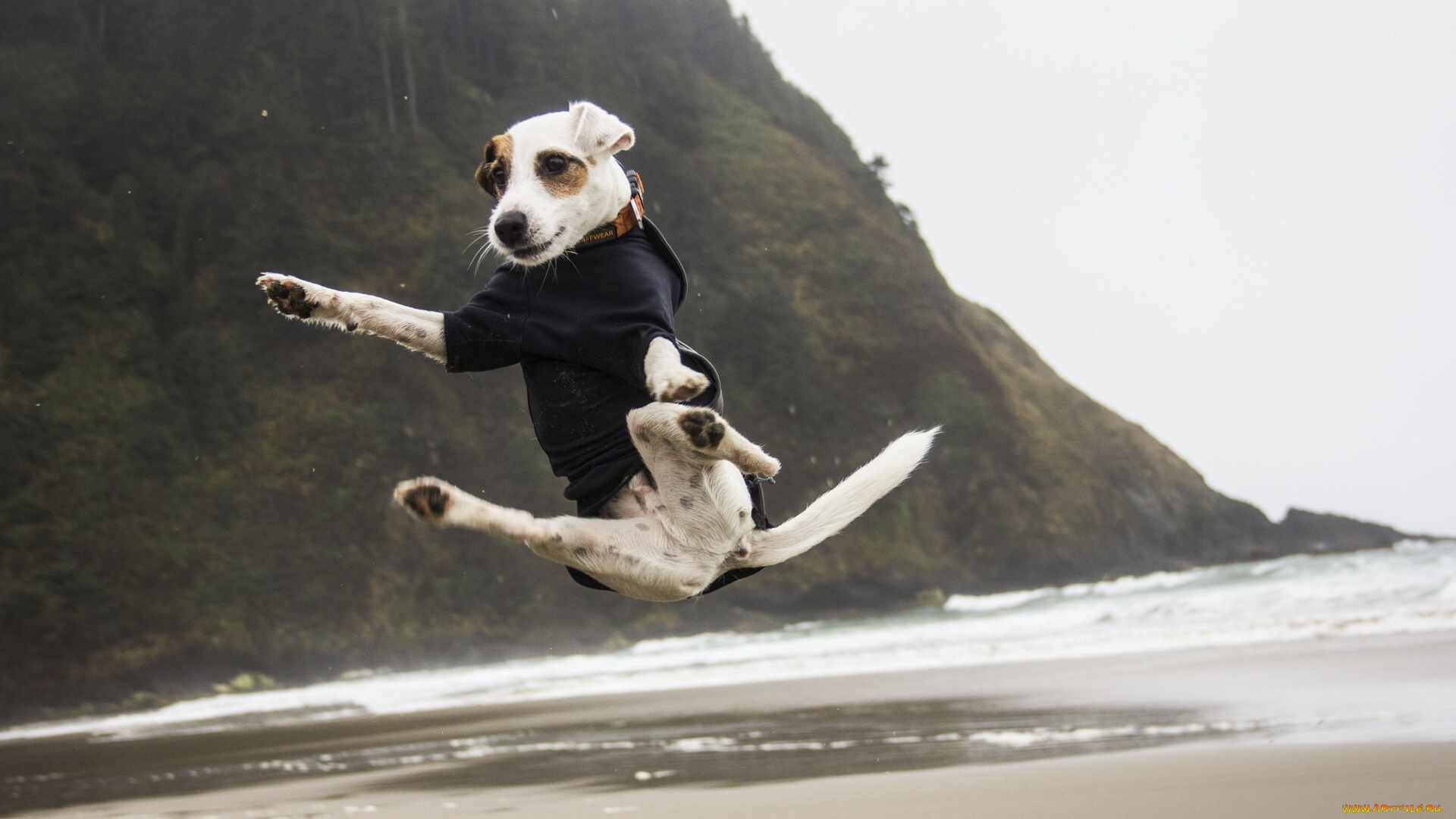 животные, собаки, прыжок, джек, рассел, терьер, настроение