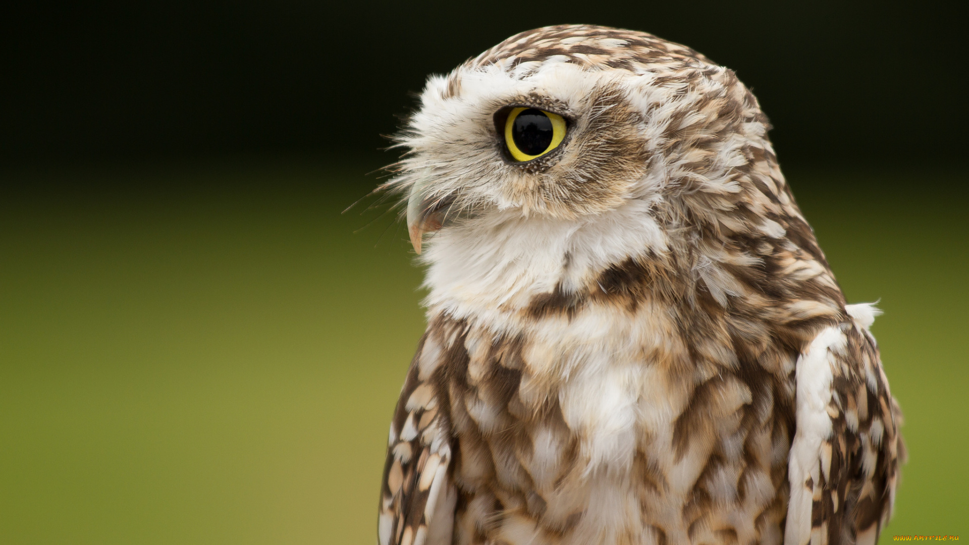 животные, совы, кроличий, сыч