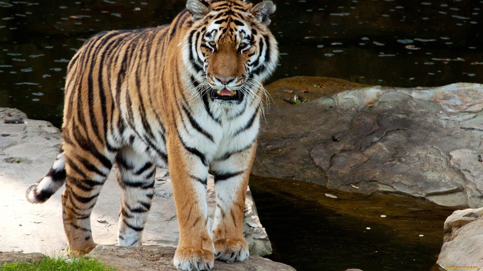 животные, тигры, амурский, тигр