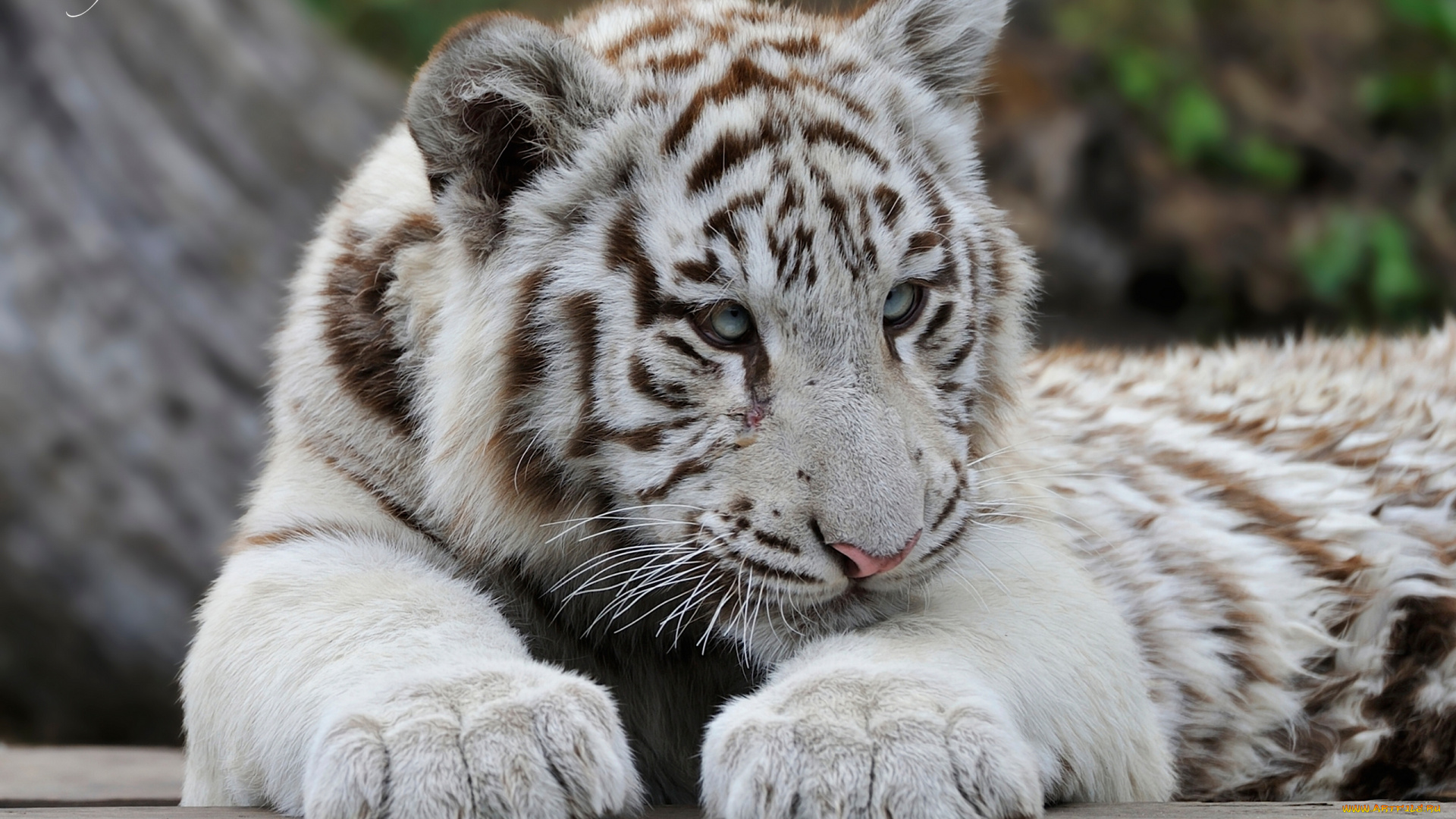 животные, тигры, белый, тигр