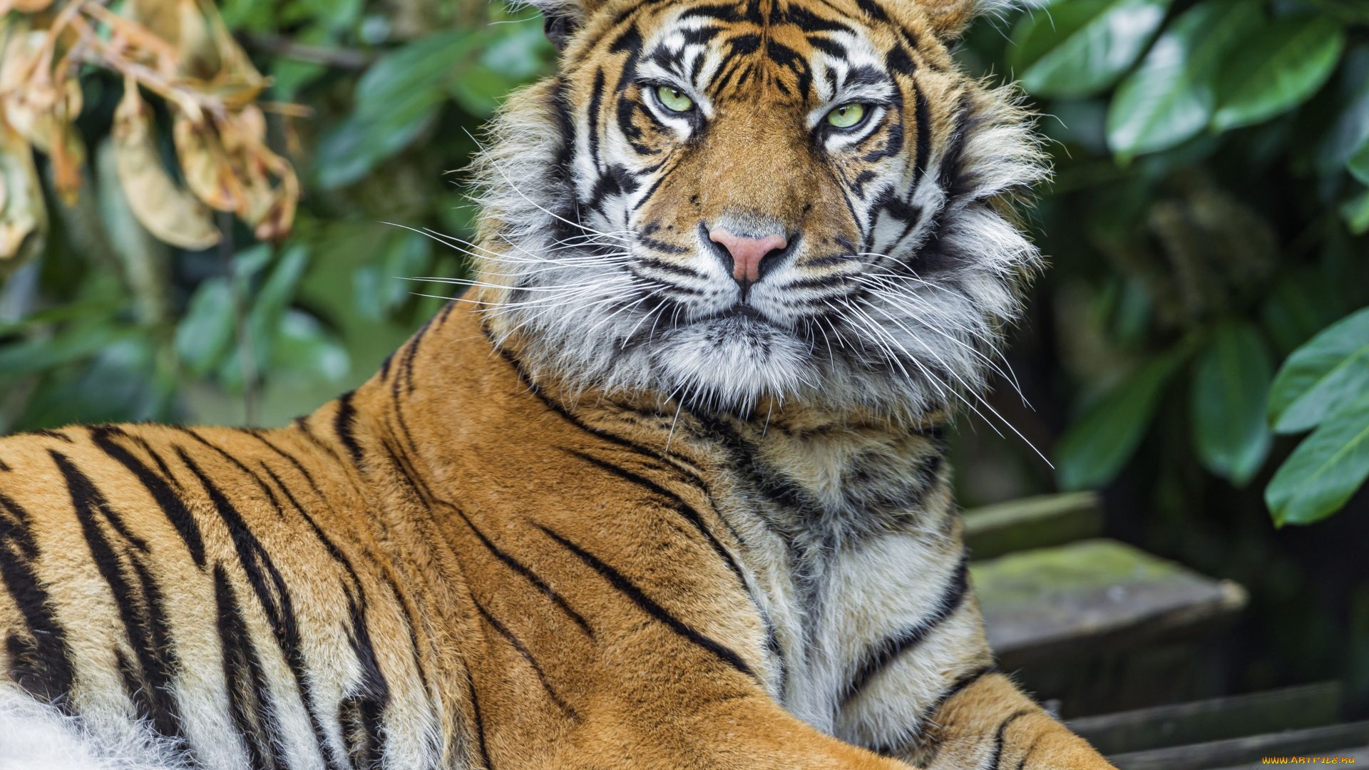 животные, тигры, взгляд, хищник, дикая, кошка