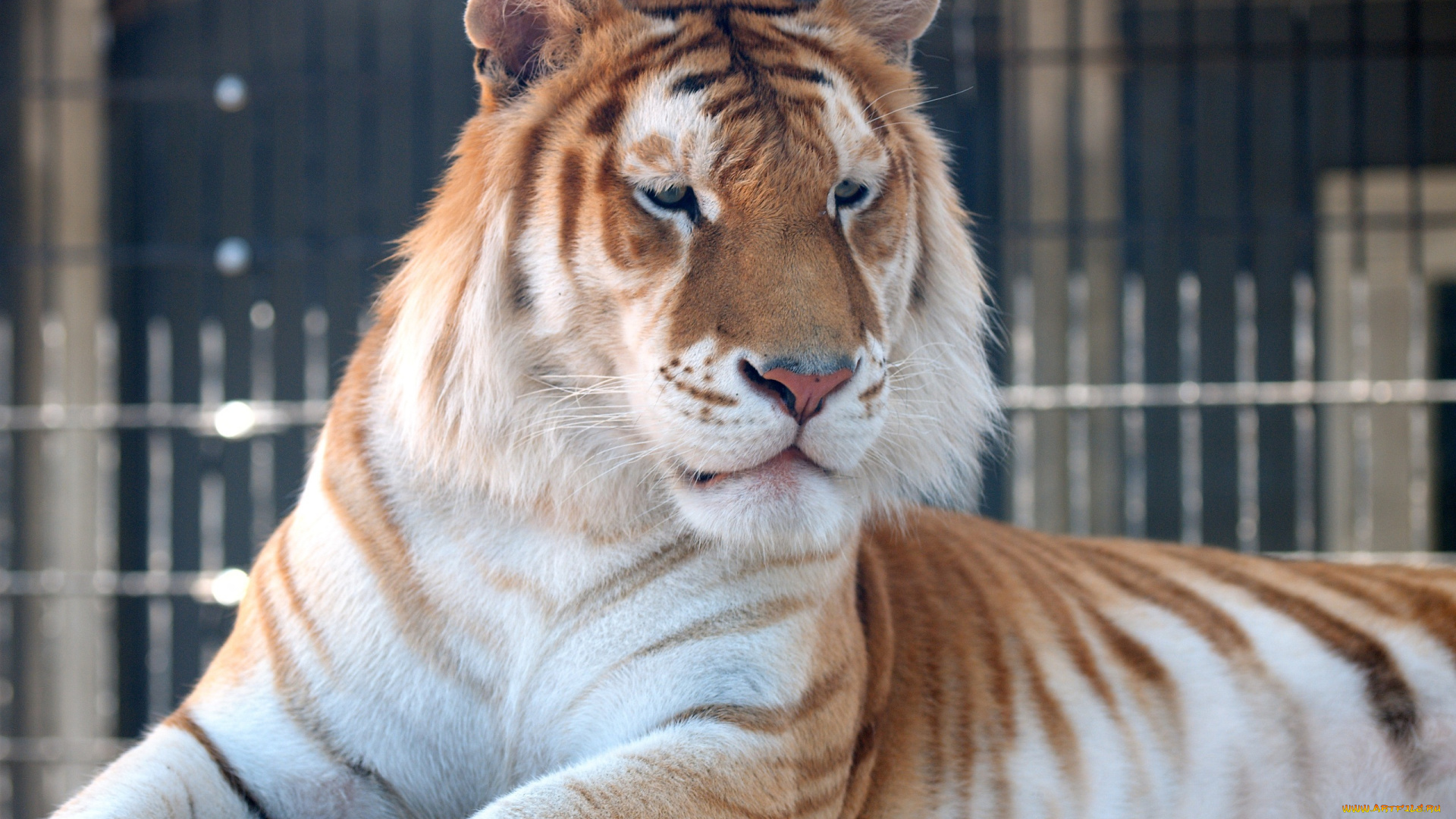 животные, тигры, золотой, тигр