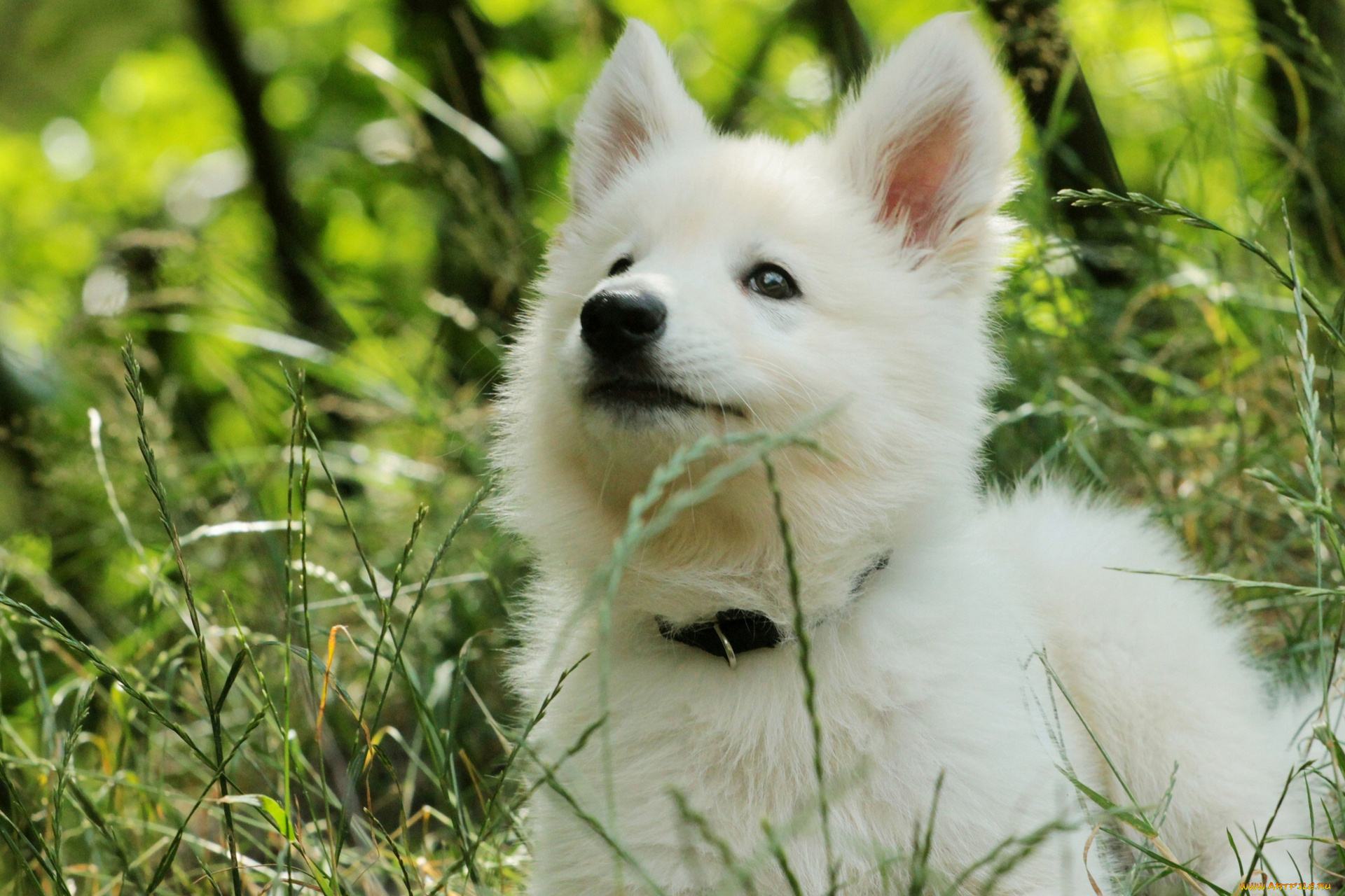 животные, собаки, овчарка, щенок