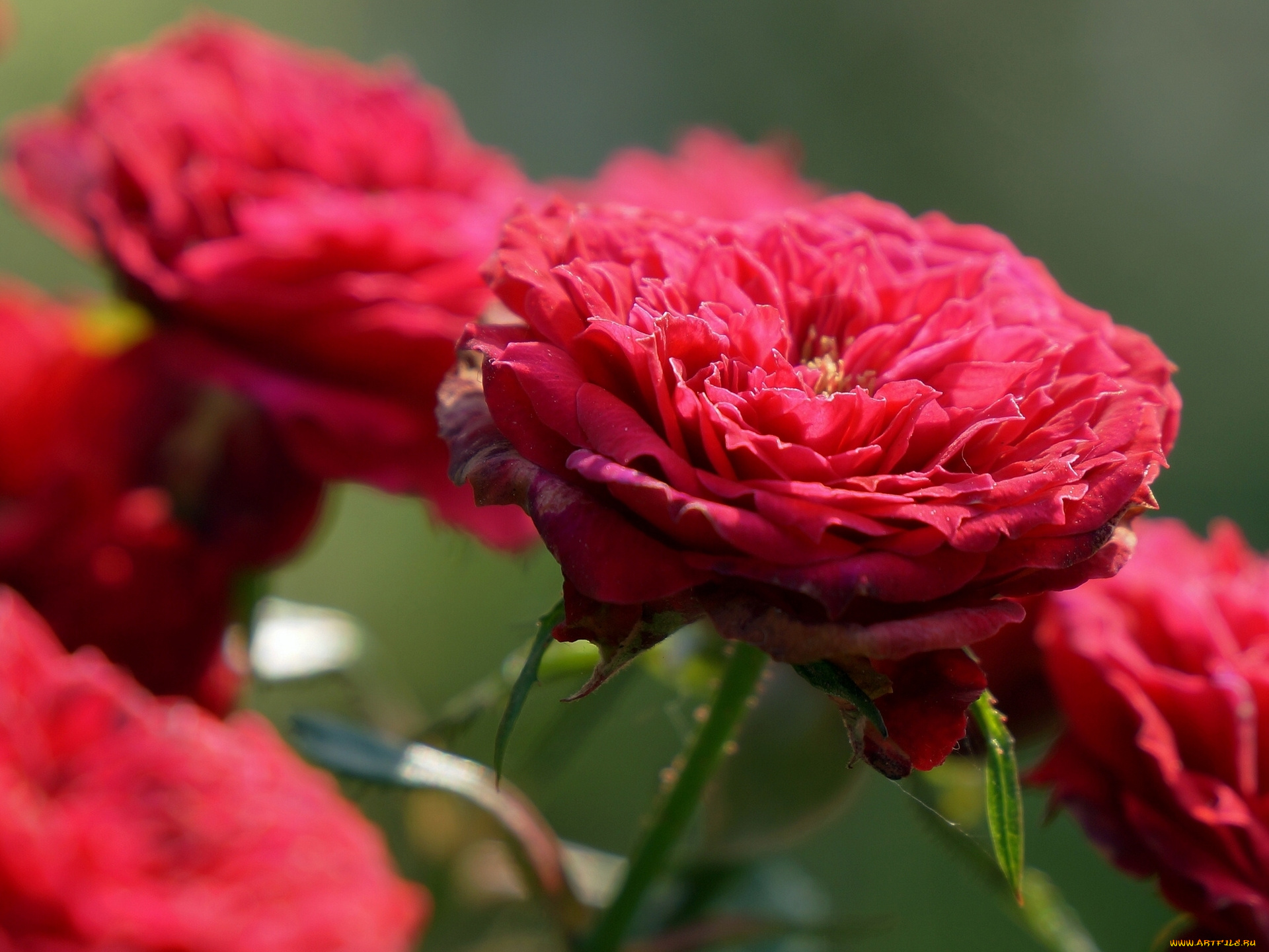 цветы, розы, бутон, макро