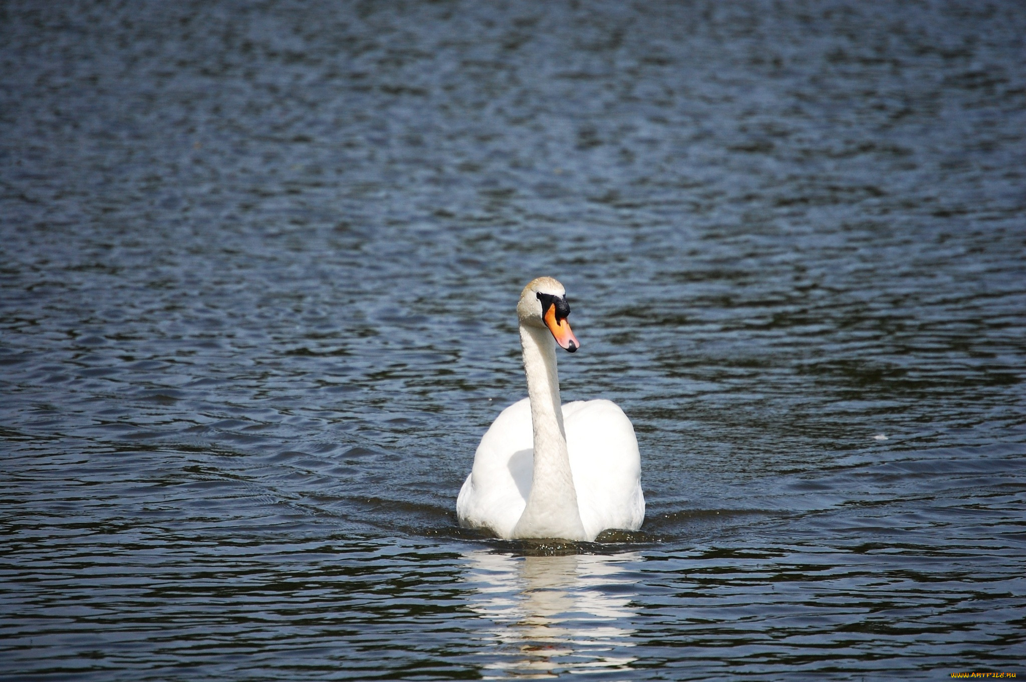 животные, лебеди, белый, лебедь