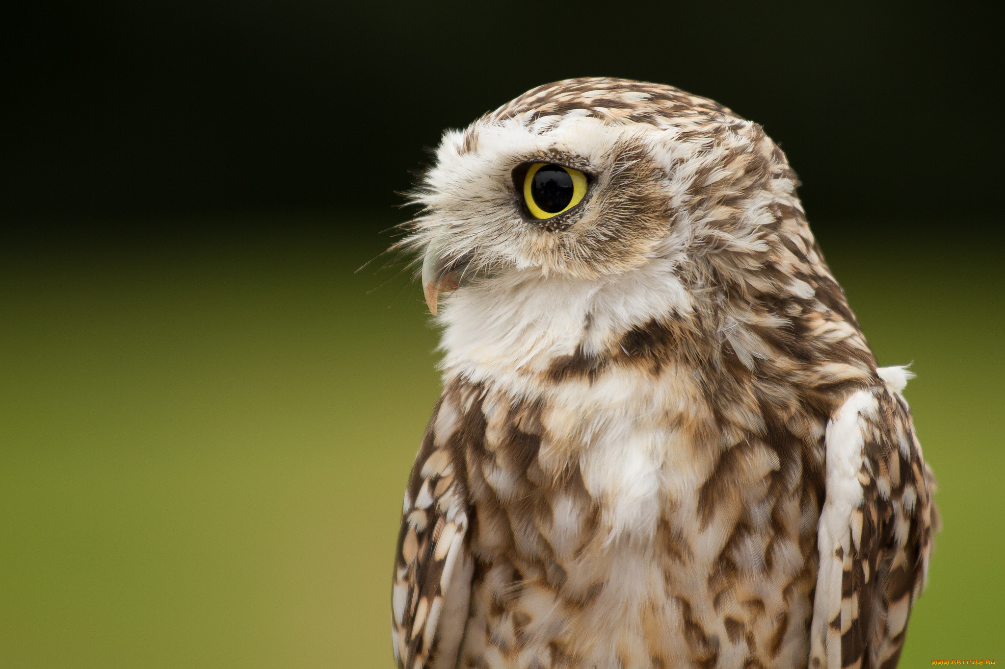 животные, совы, кроличий, сыч