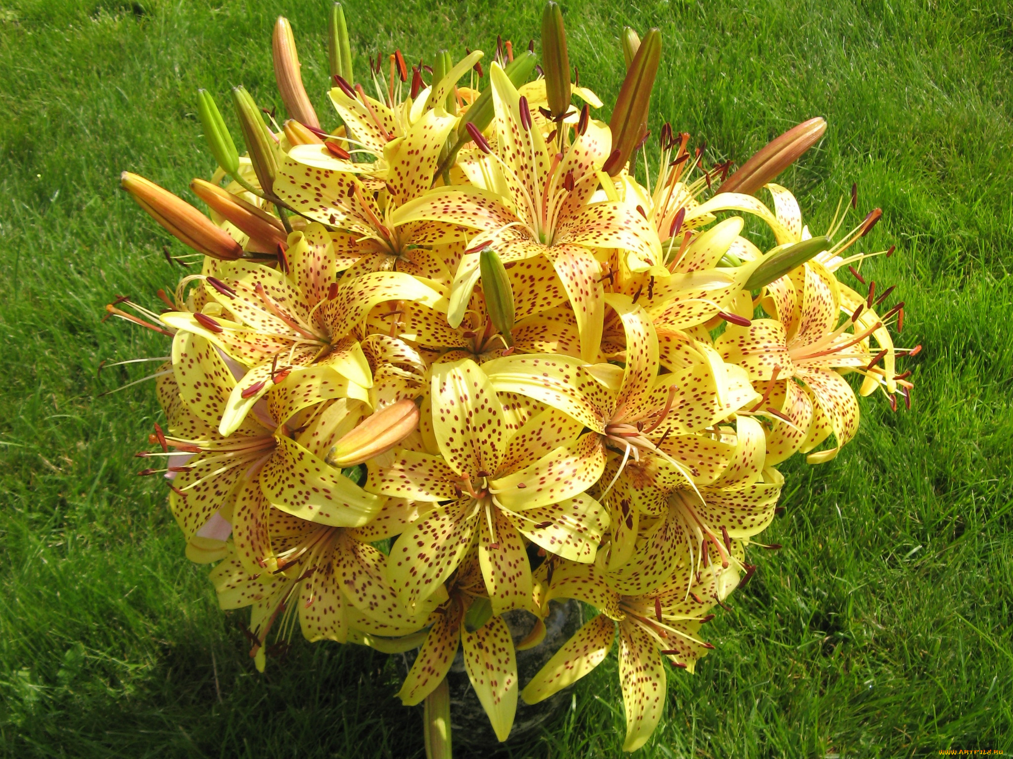 цветы, лилии, лилейники, тигровые, букет