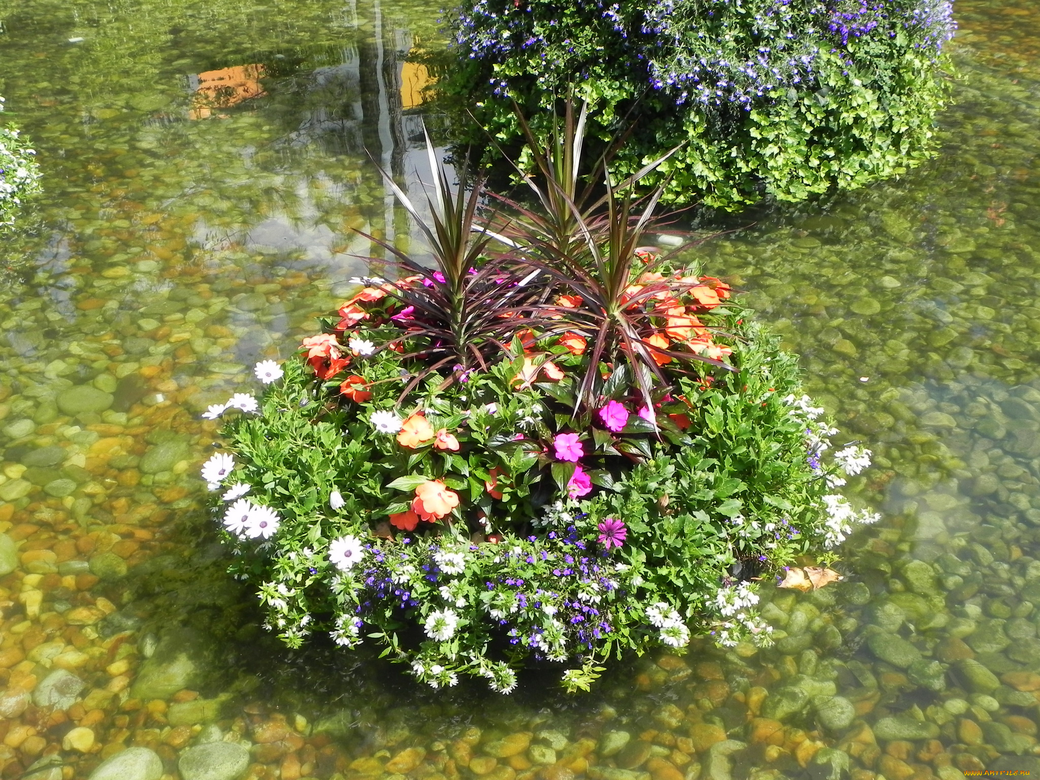 цветы, разные, вместе, композиция, водоем