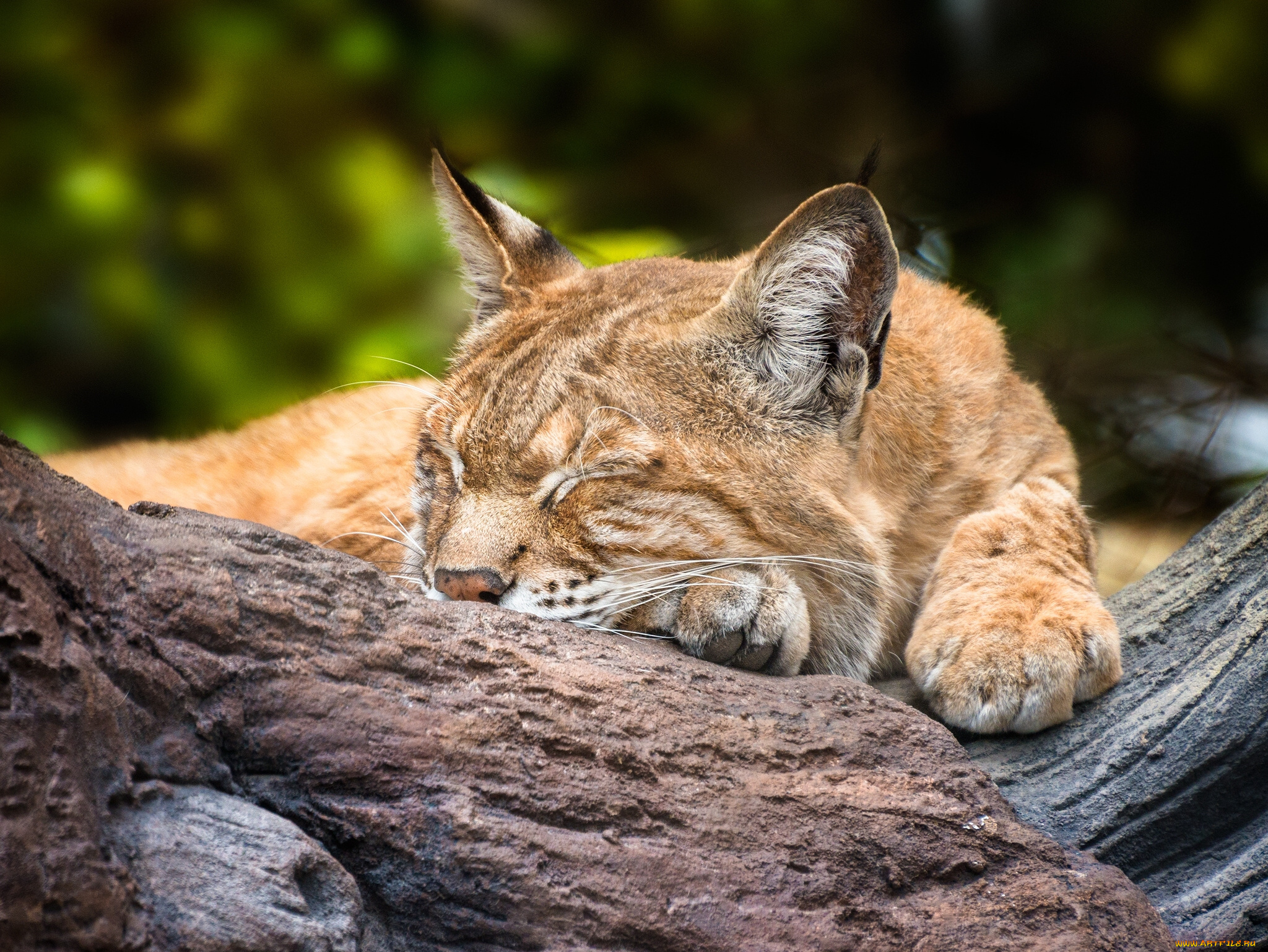 животные, рыси, спящая, рысь, сон