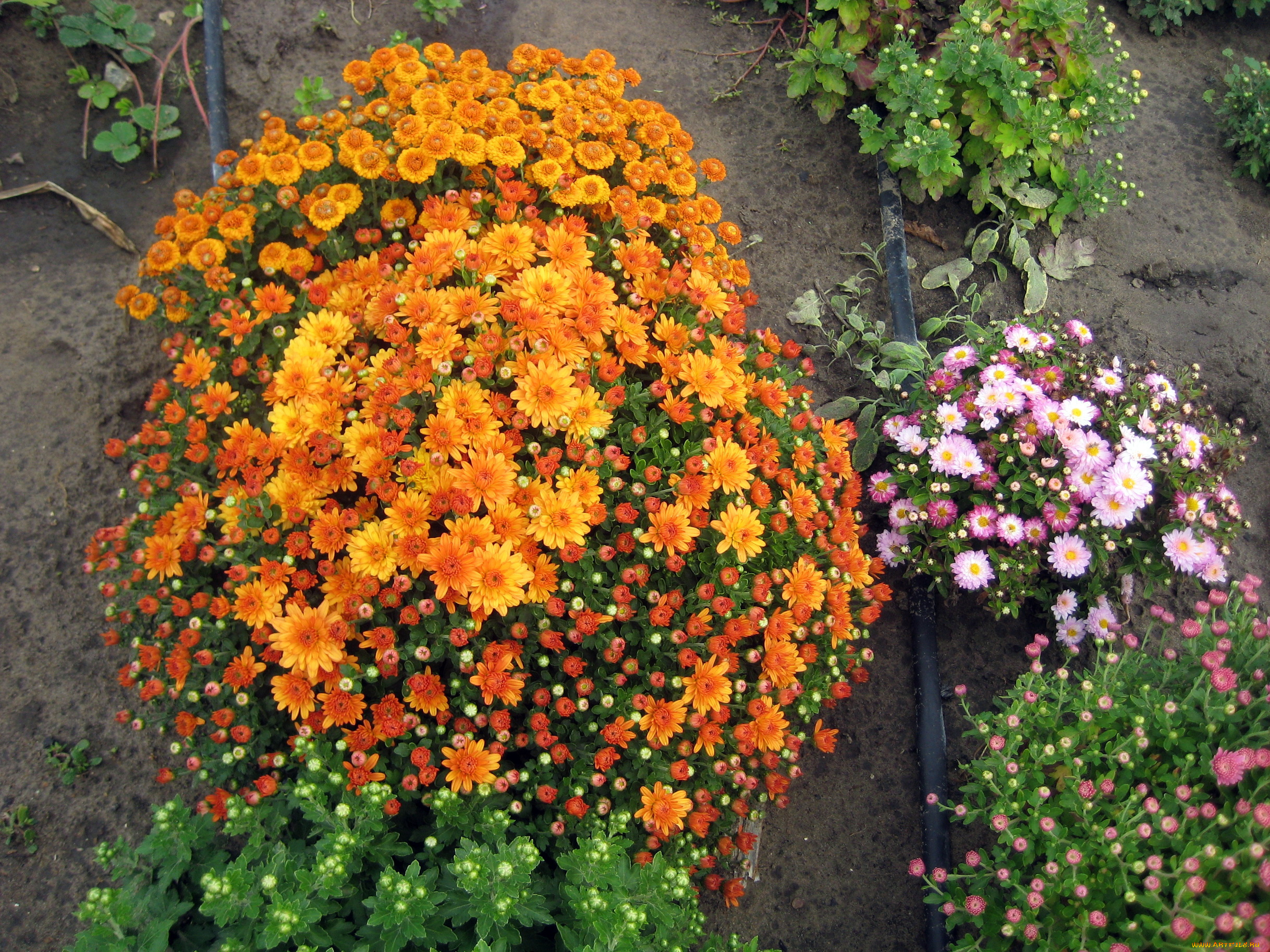 цветы, хризантемы