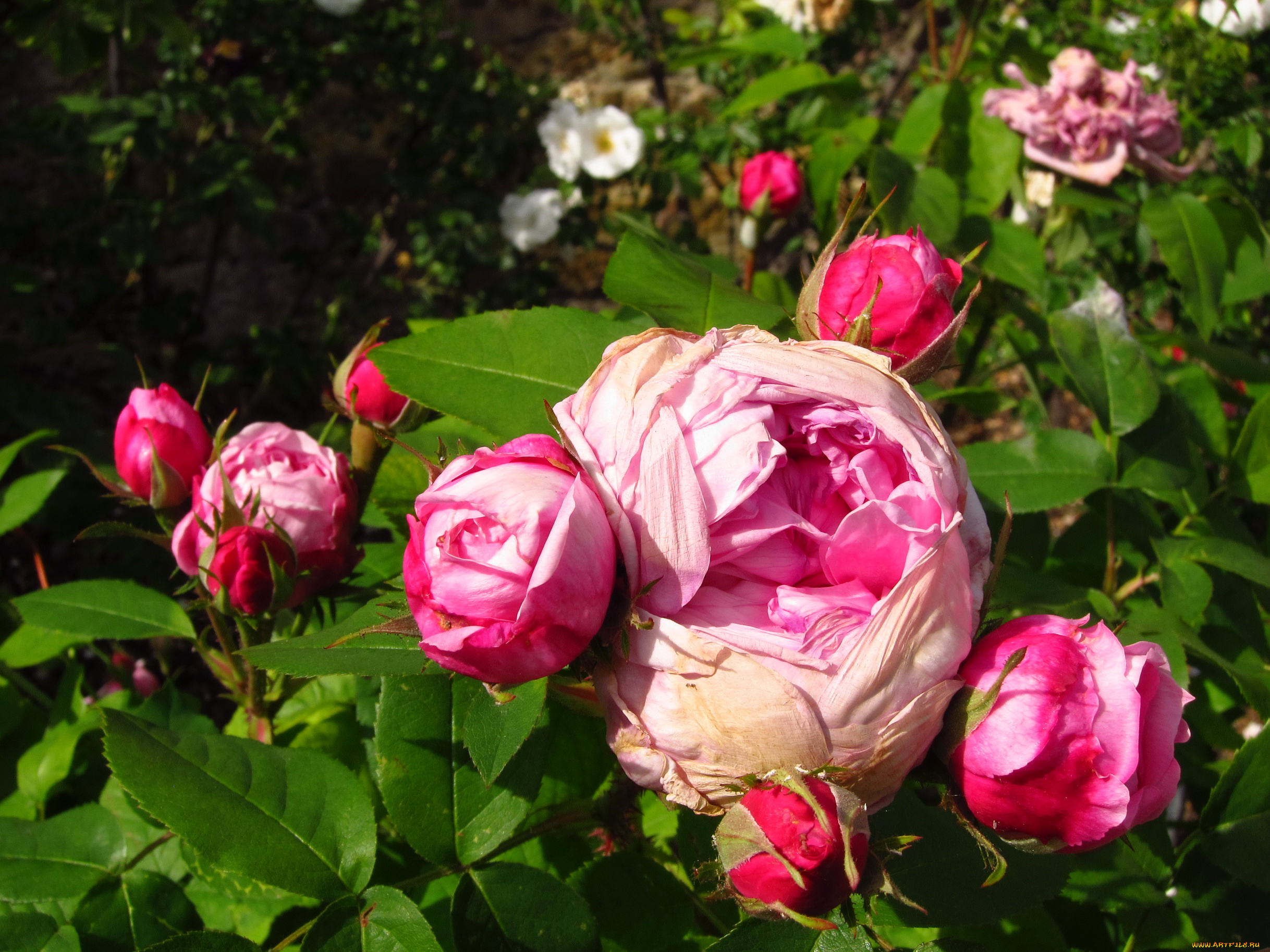 цветы, розы