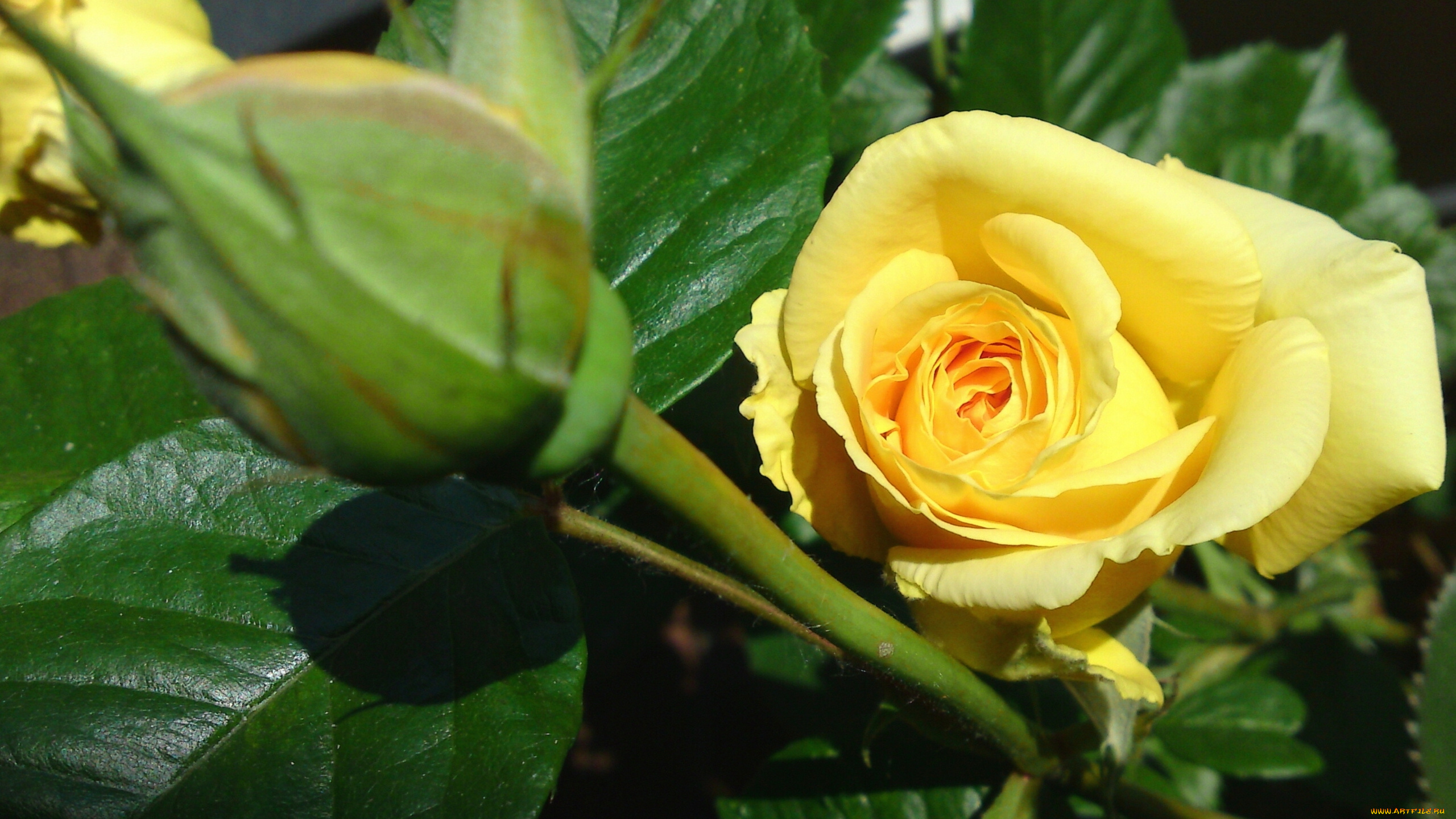 цветы, розы, макро, бутон