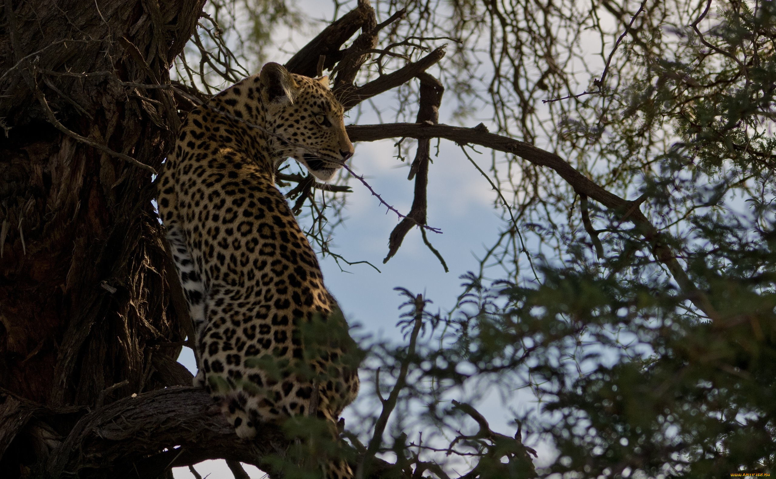 животные, леопарды, леопард, дерево