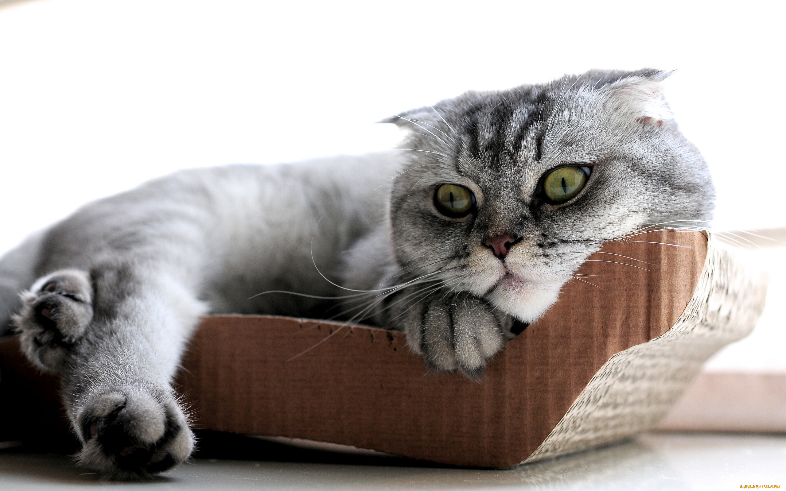 животные, коты, скоттиш-фолд, шотландская, вислоухая