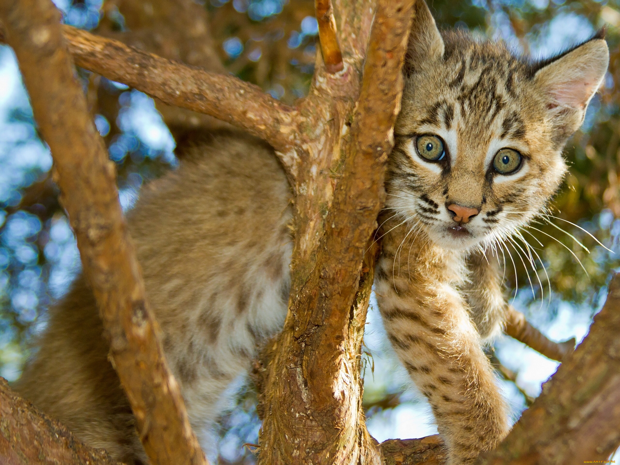 животные, рыси, детёныш, рысёнок, дерево