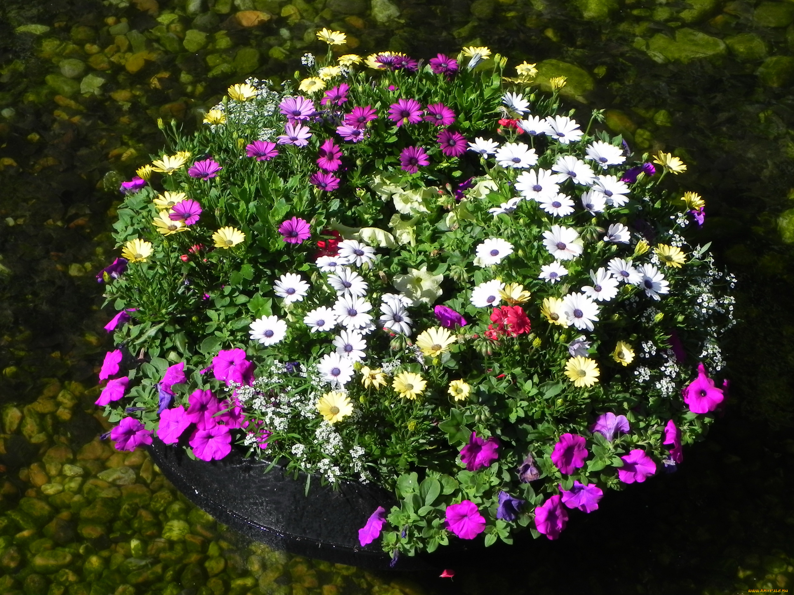 цветы, разные, вместе, петунья, вода, композиция