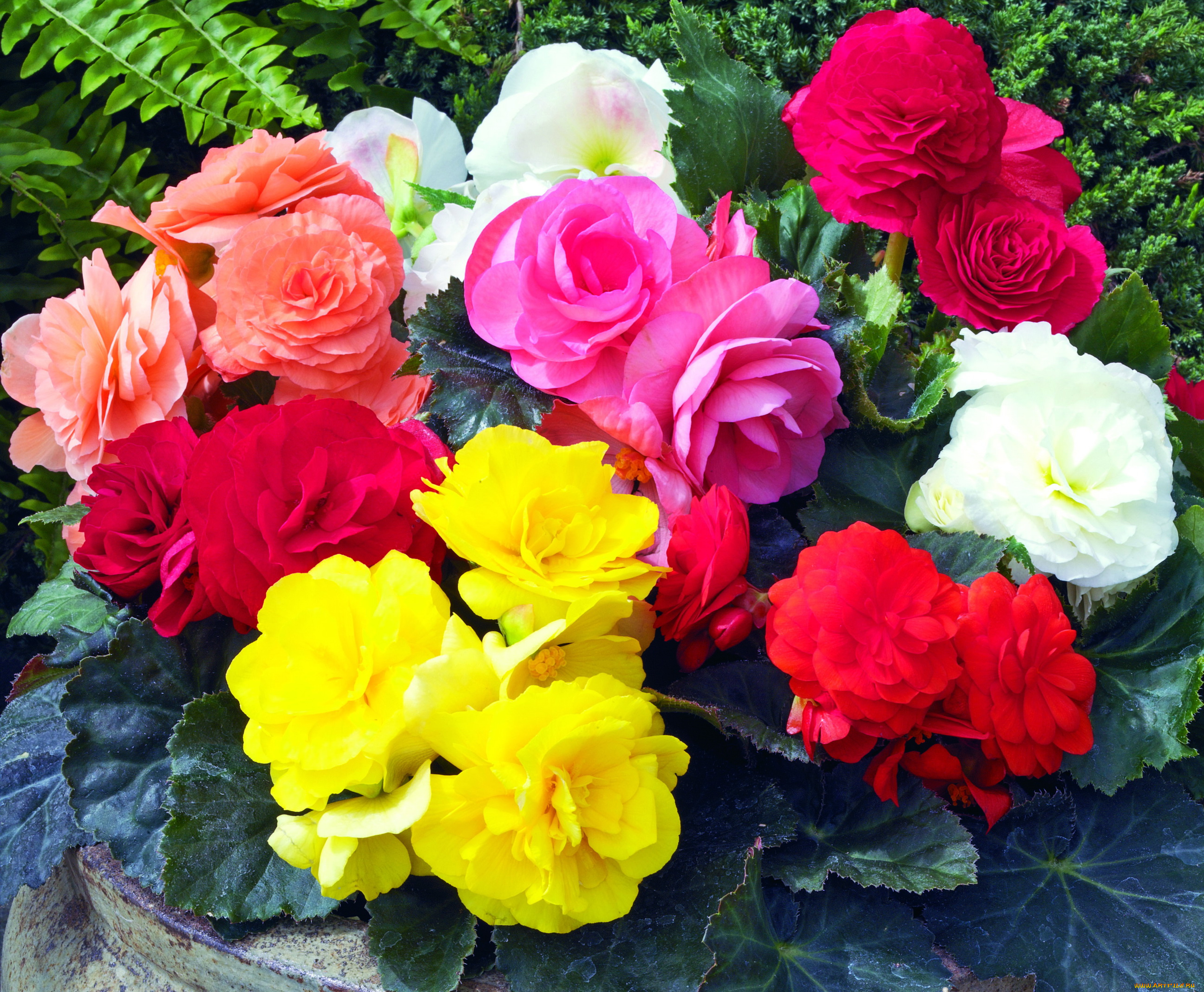 цветы, бегония, букет