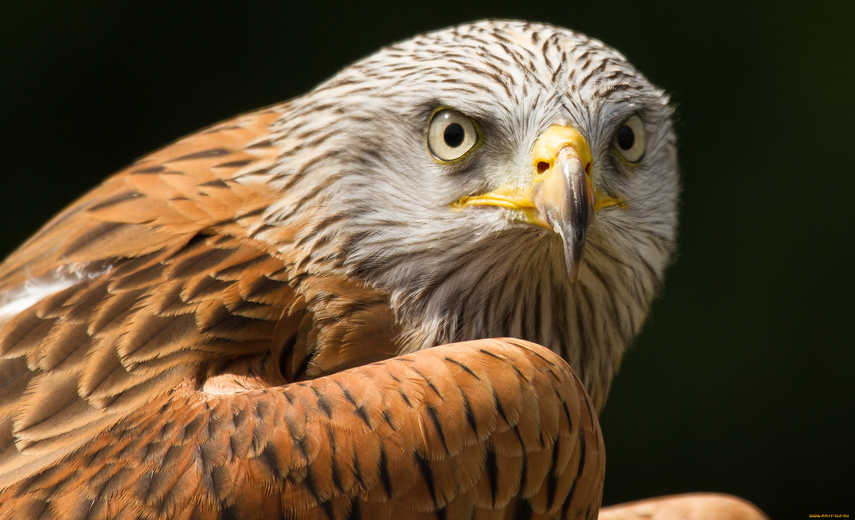 животные, птицы, хищники, взгляд, перья