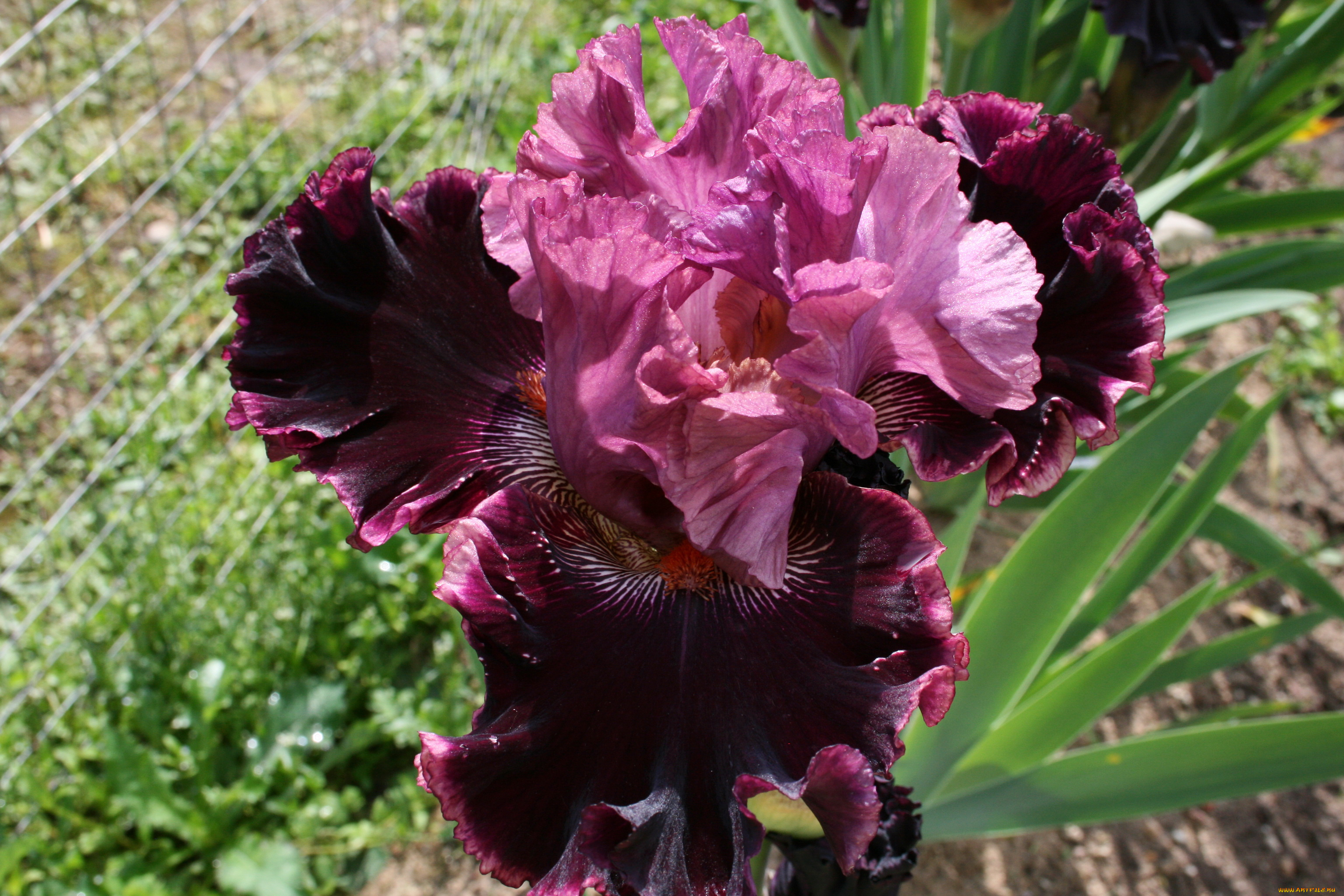 цветы, ирисы