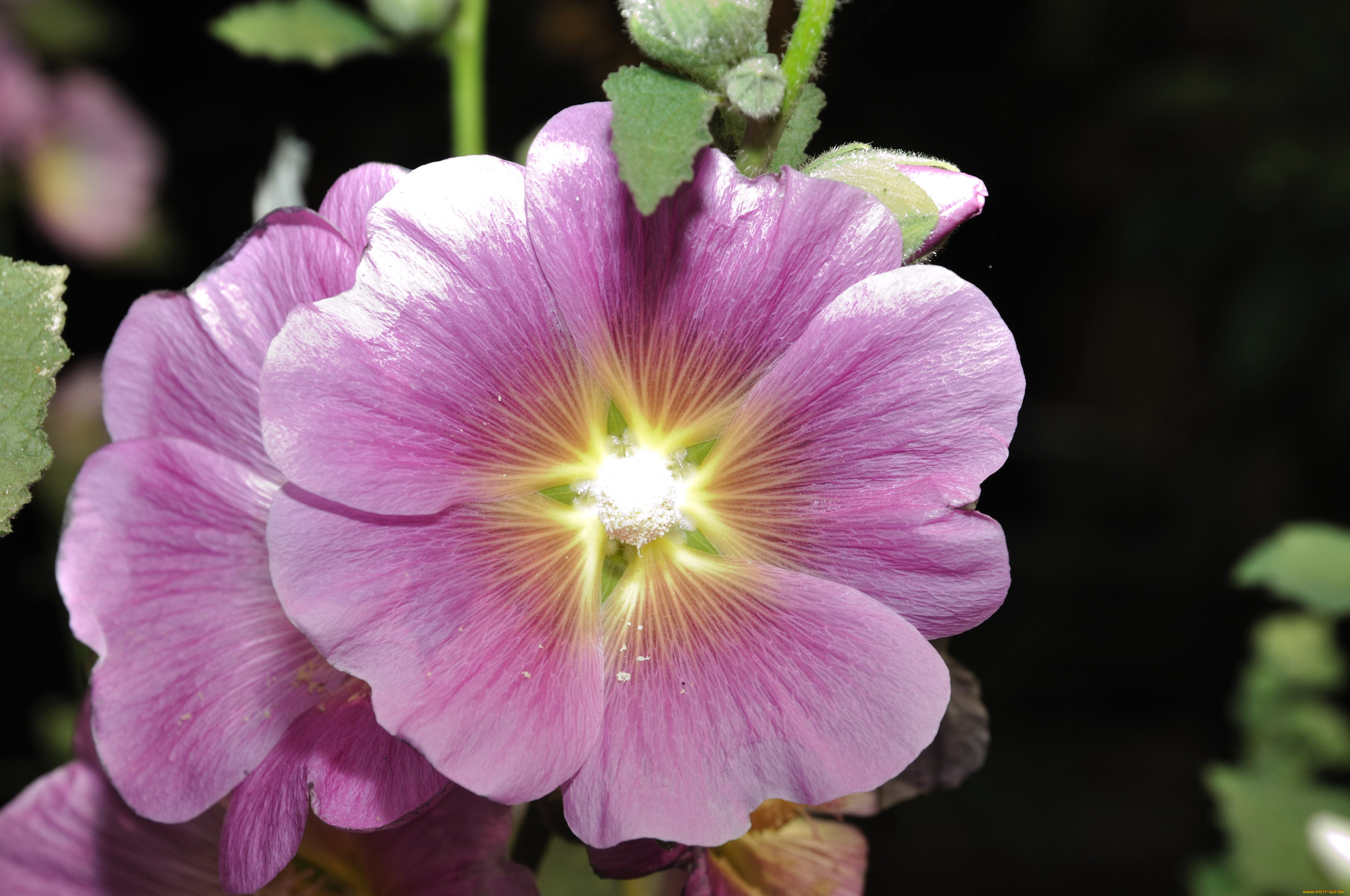 цветы, мальвы, мальва