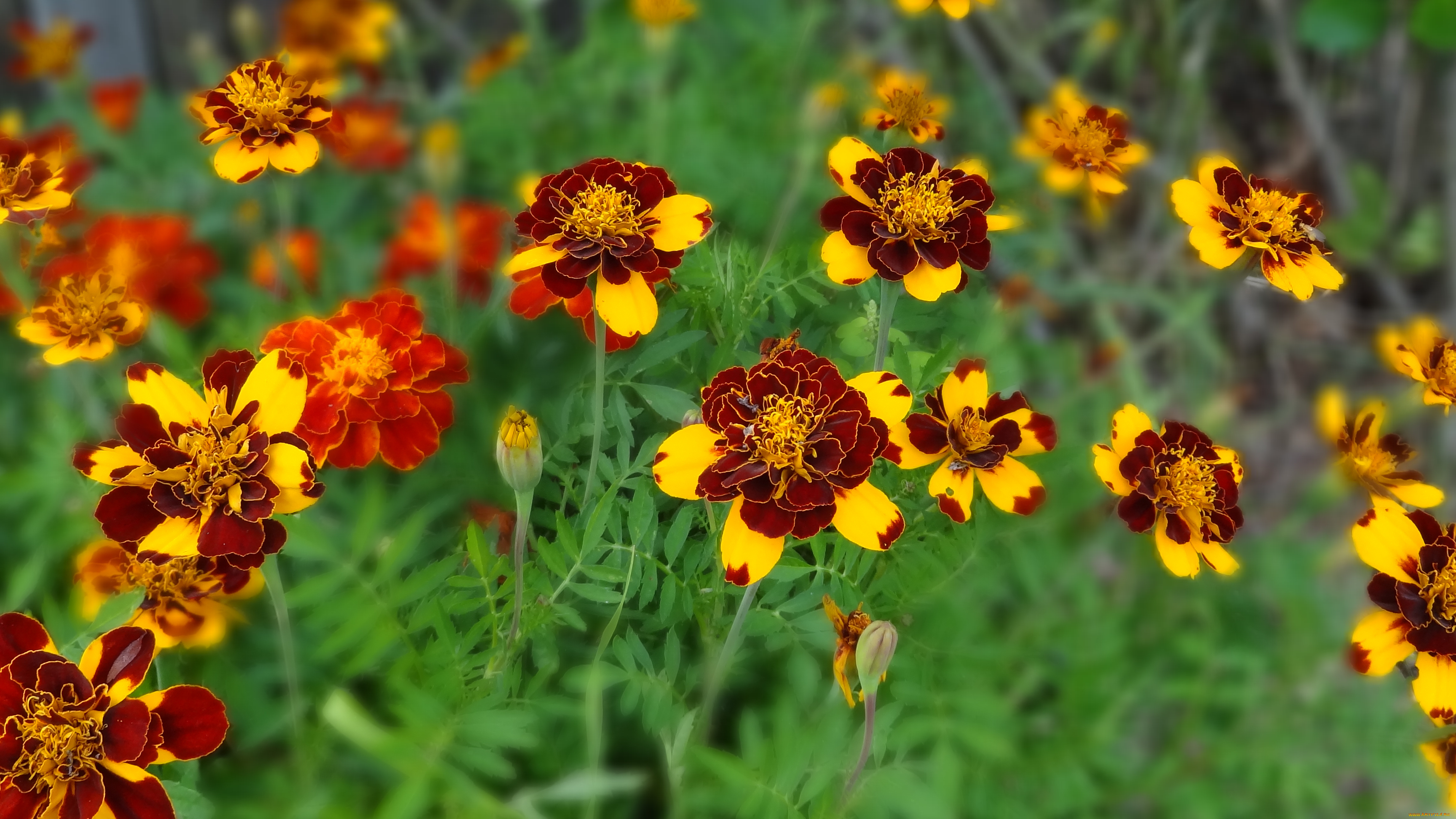 бархатцы, цветы, 1