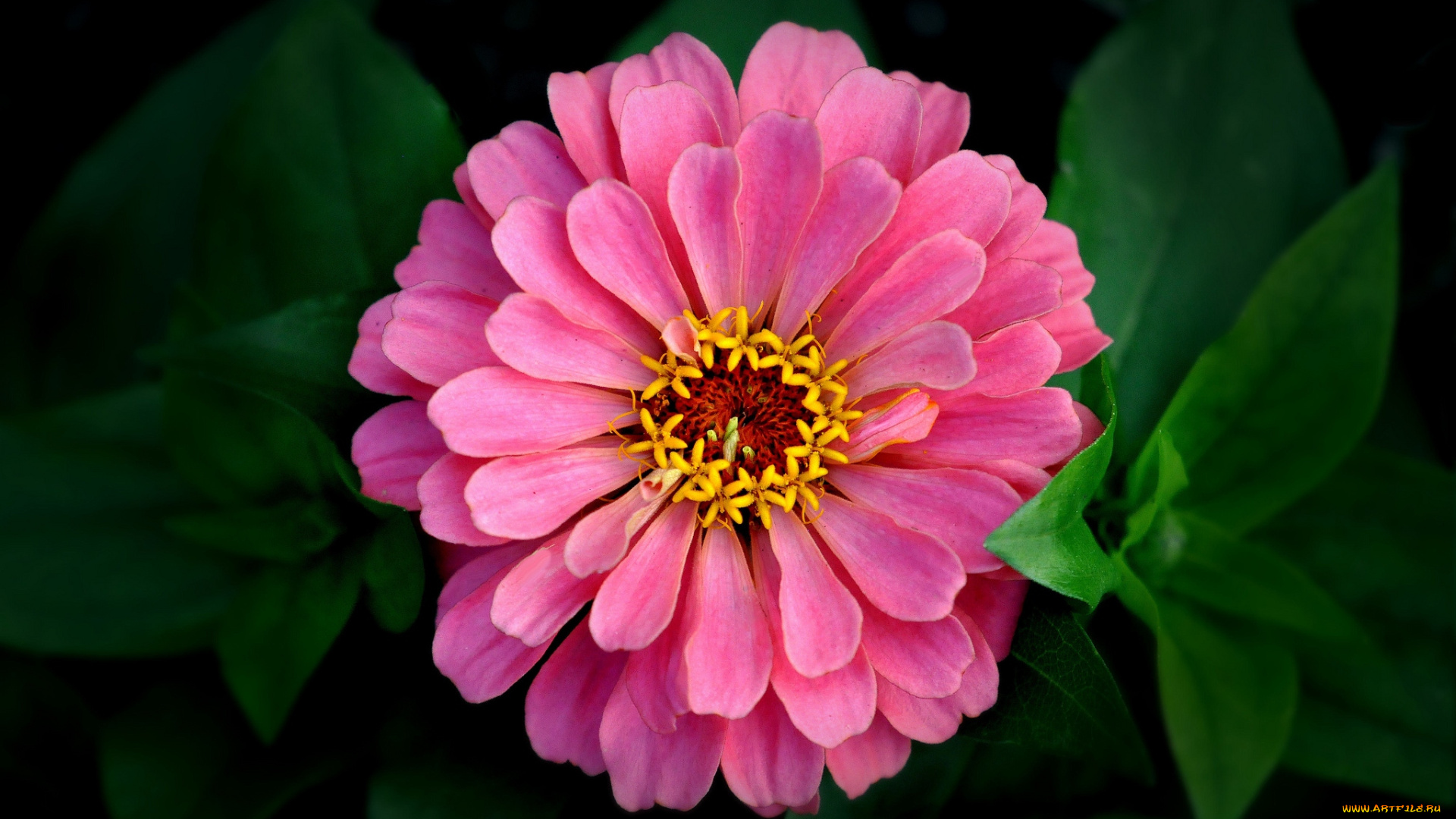 цветы, цинния, макро