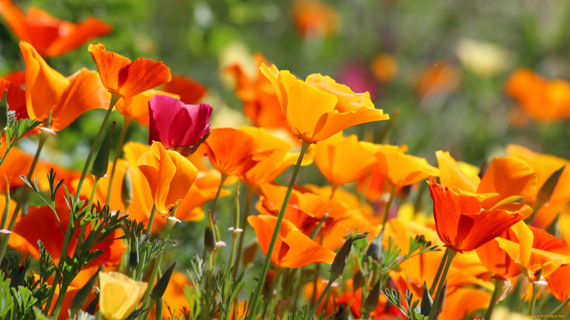 цветы, эшшольция, , калифорнийский, мак, мак