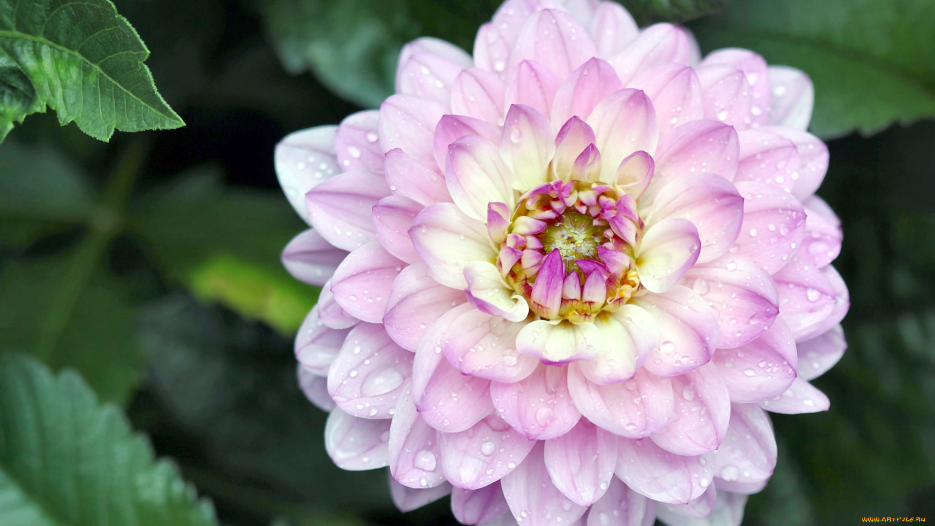 цветы, георгины, капли