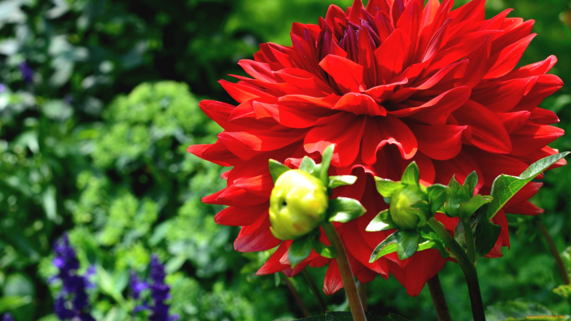 цветы, георгины, красный