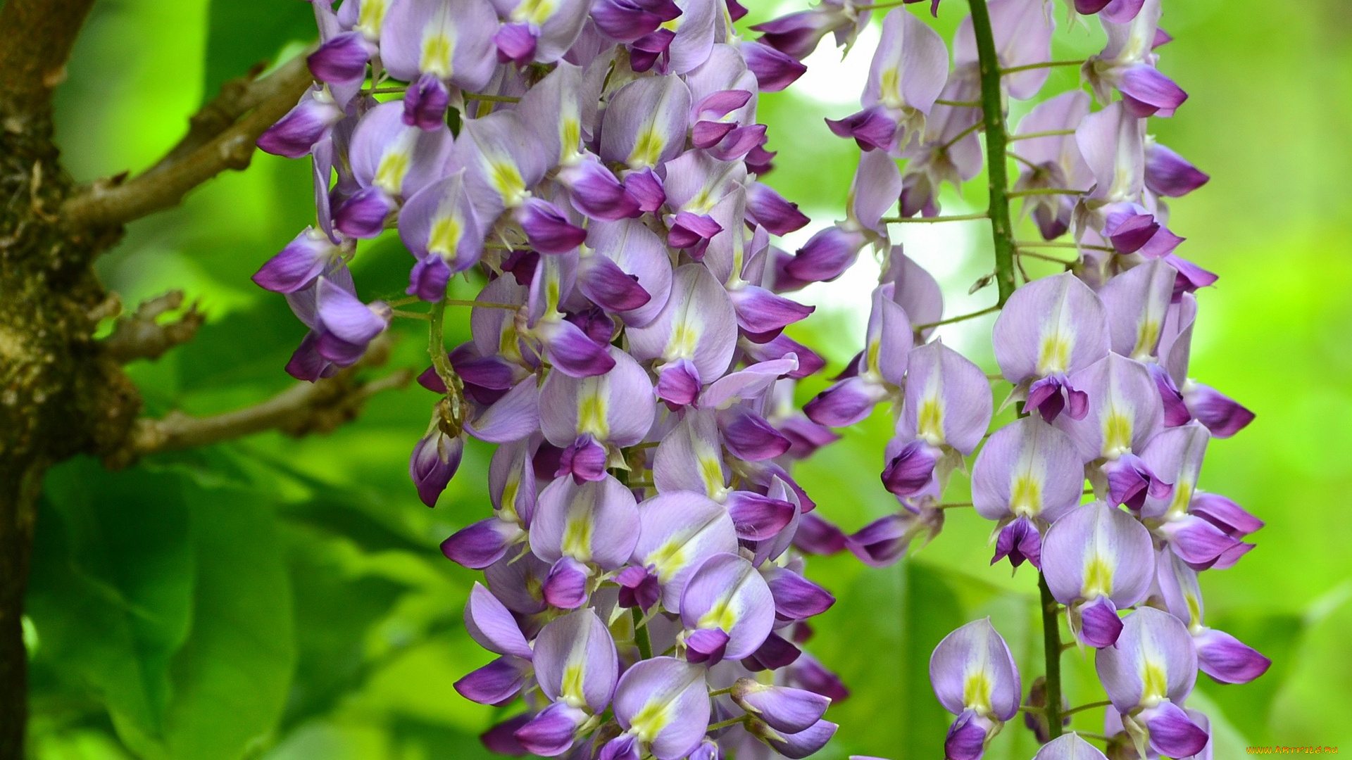 цветы, глициния, куст, листья