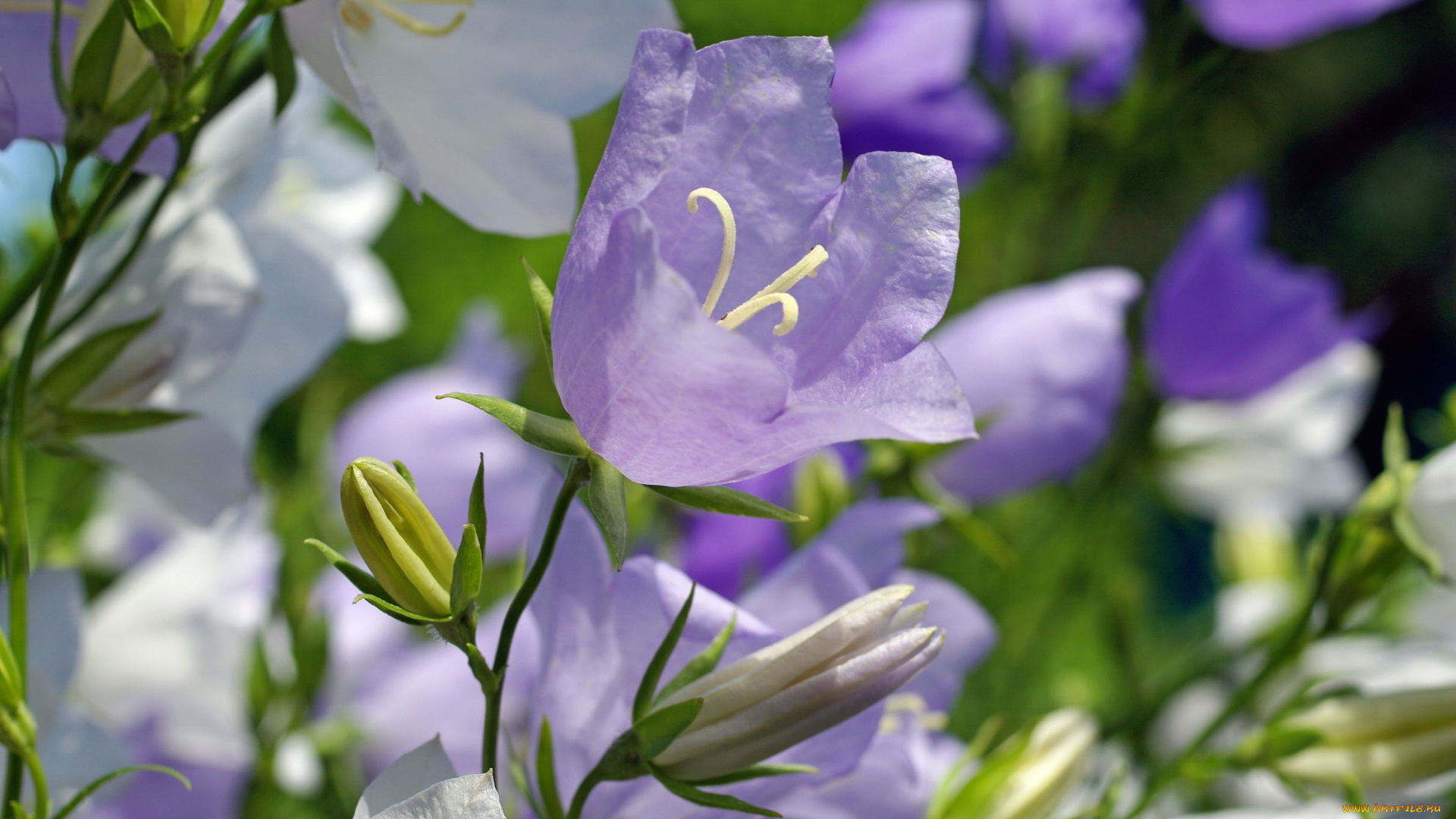 цветы, колокольчики, макро