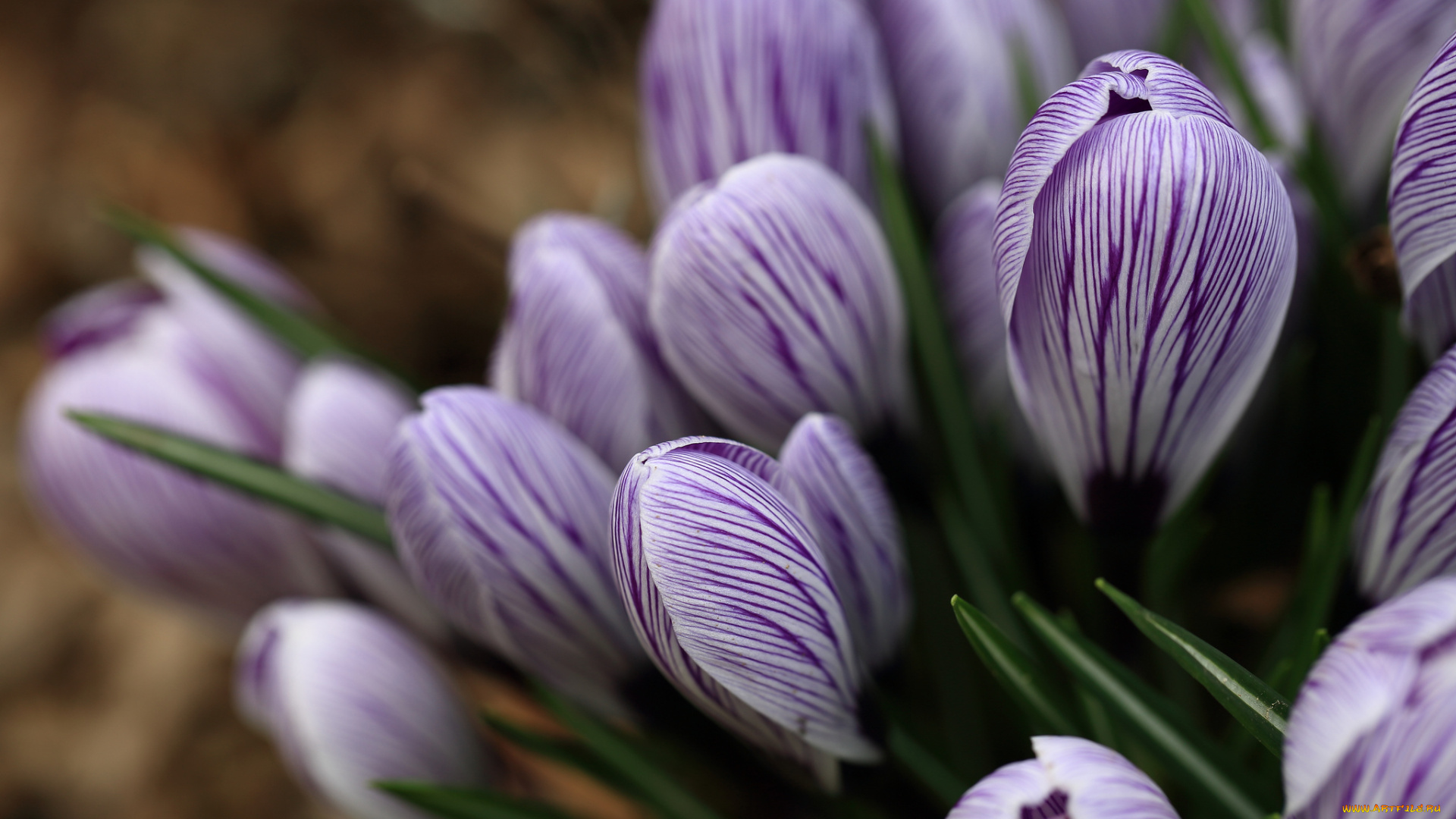 цветы, крокусы, весна, цветение