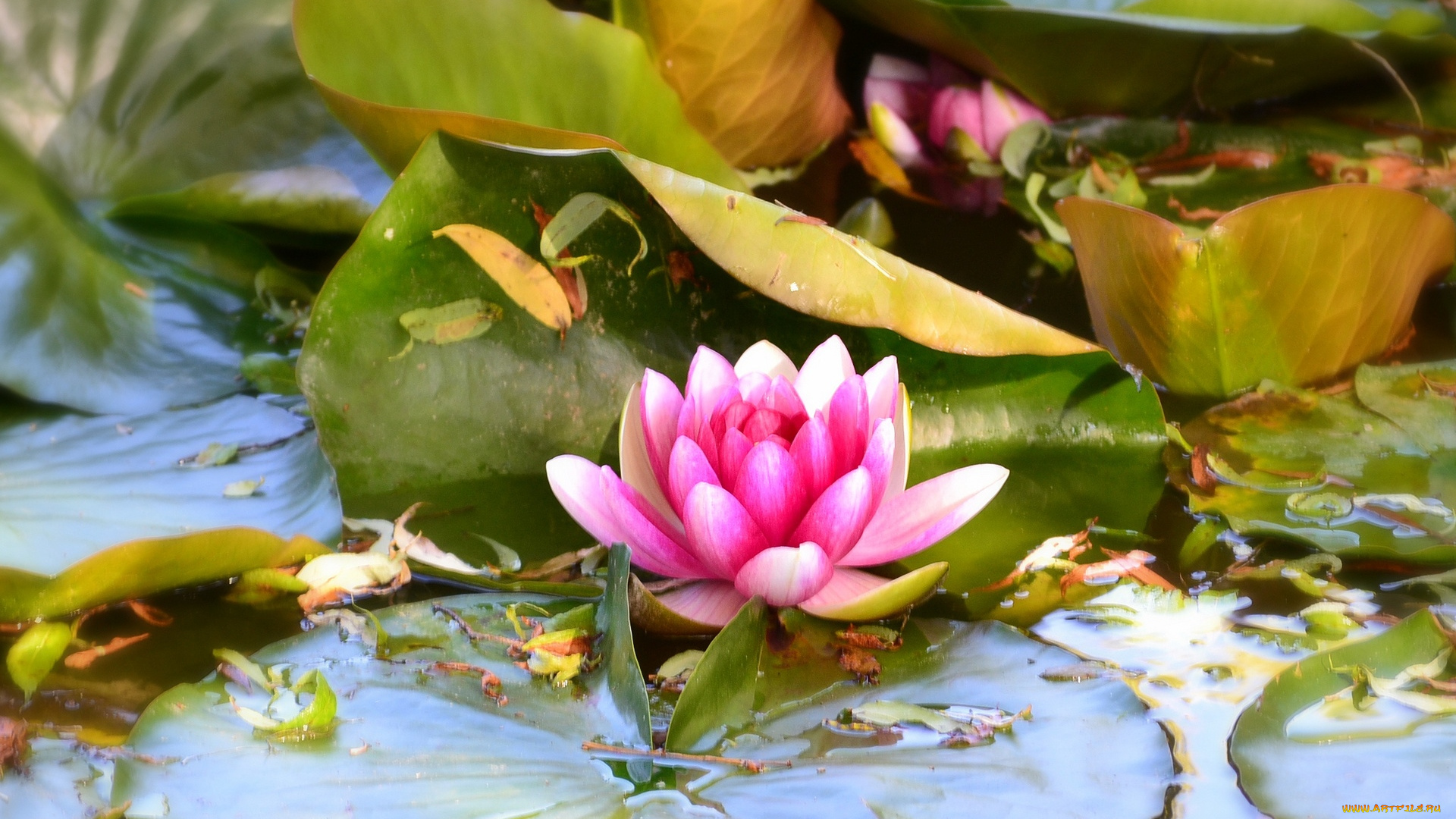 цветы, лилии, водяные, , нимфеи, , кувшинки, листья, водяная, лилия, вода