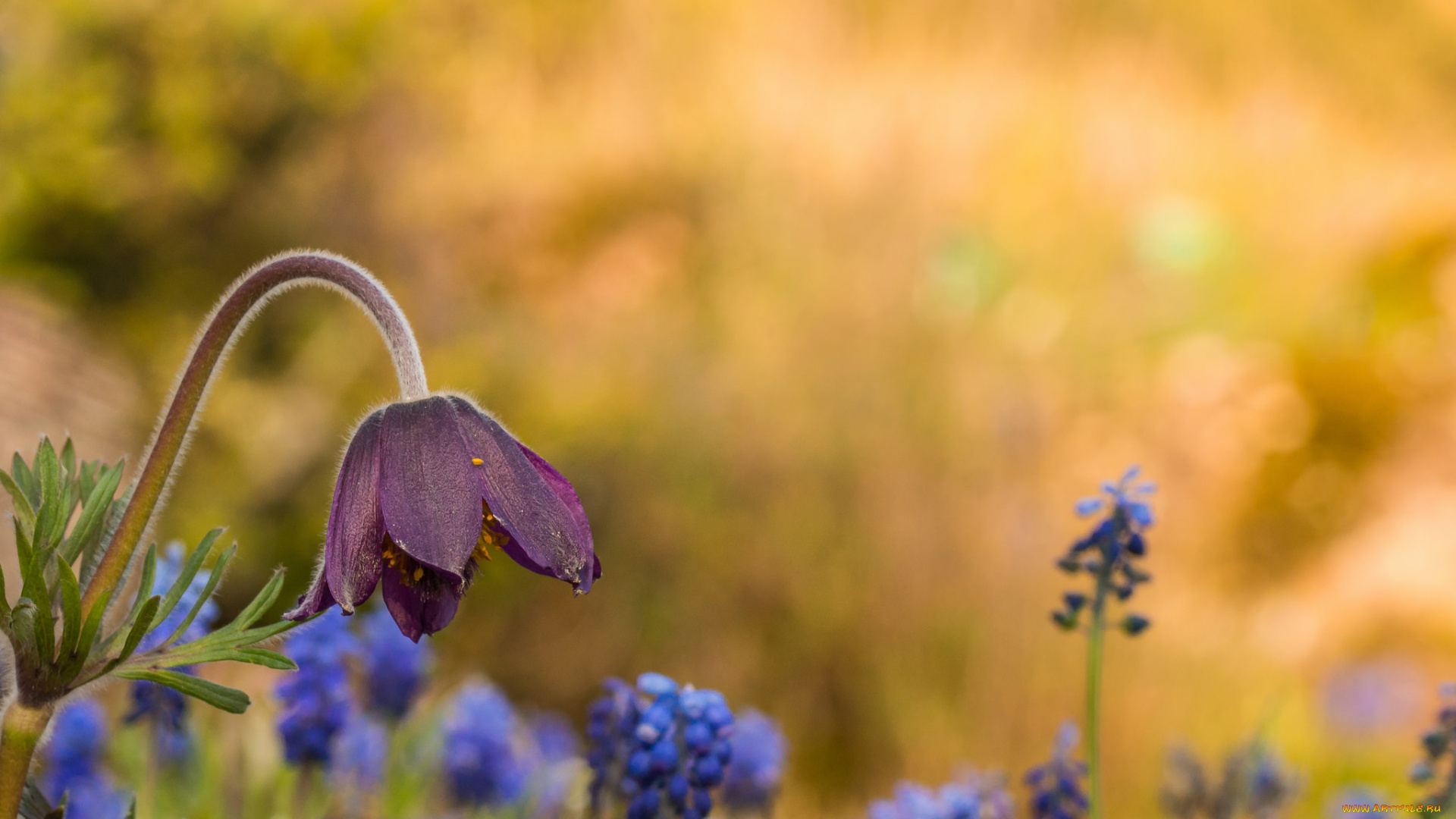 цветы, луговые, , полевые, , цветы, весна, блики, цветок