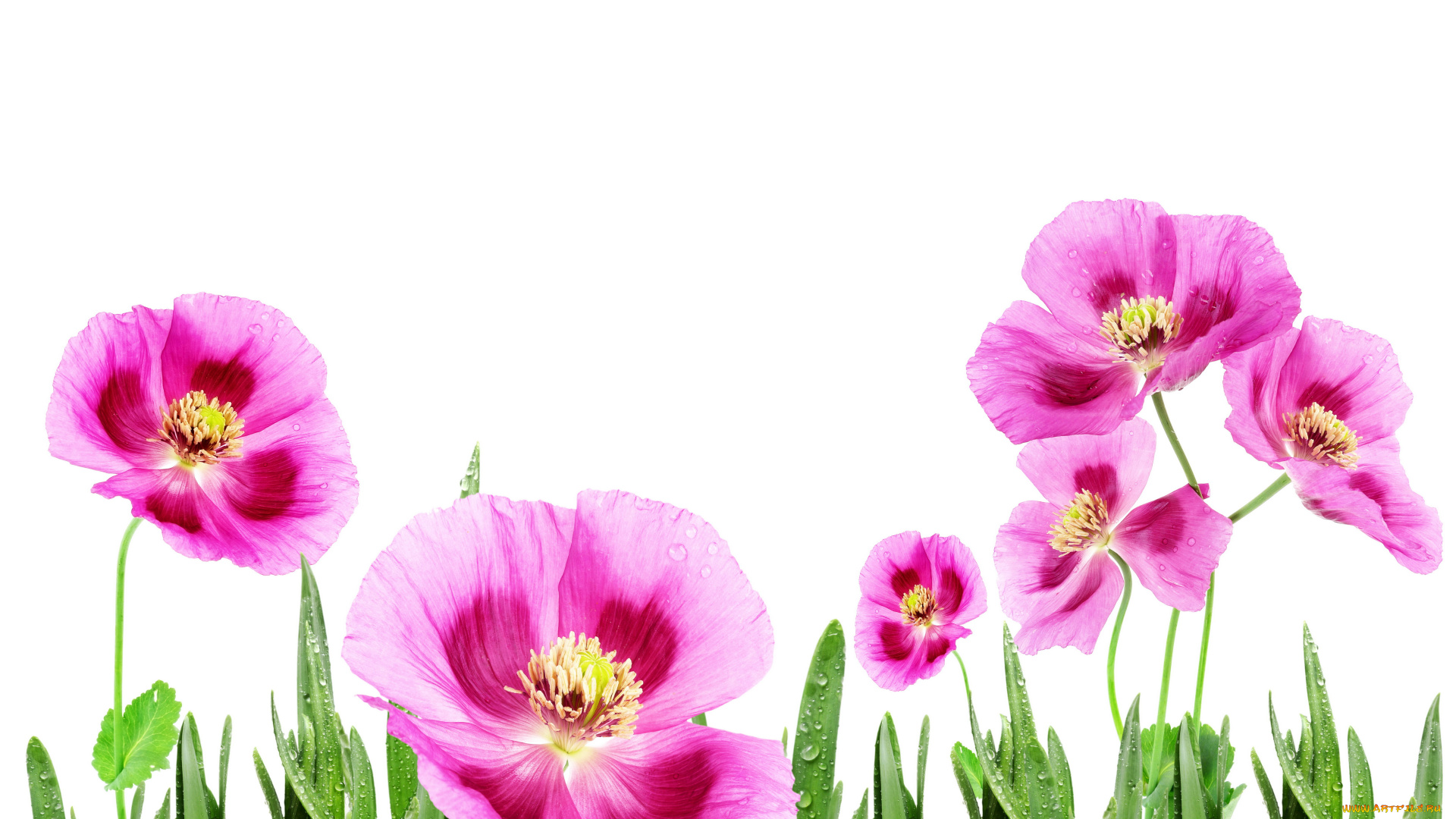 цветы, маки, трава