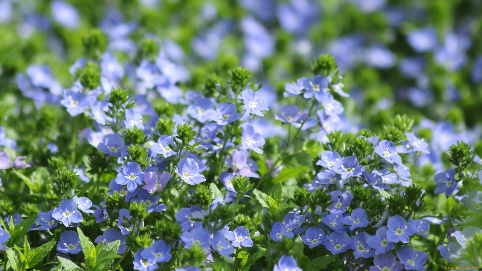 цветы, немофилы, , вероники, вероника