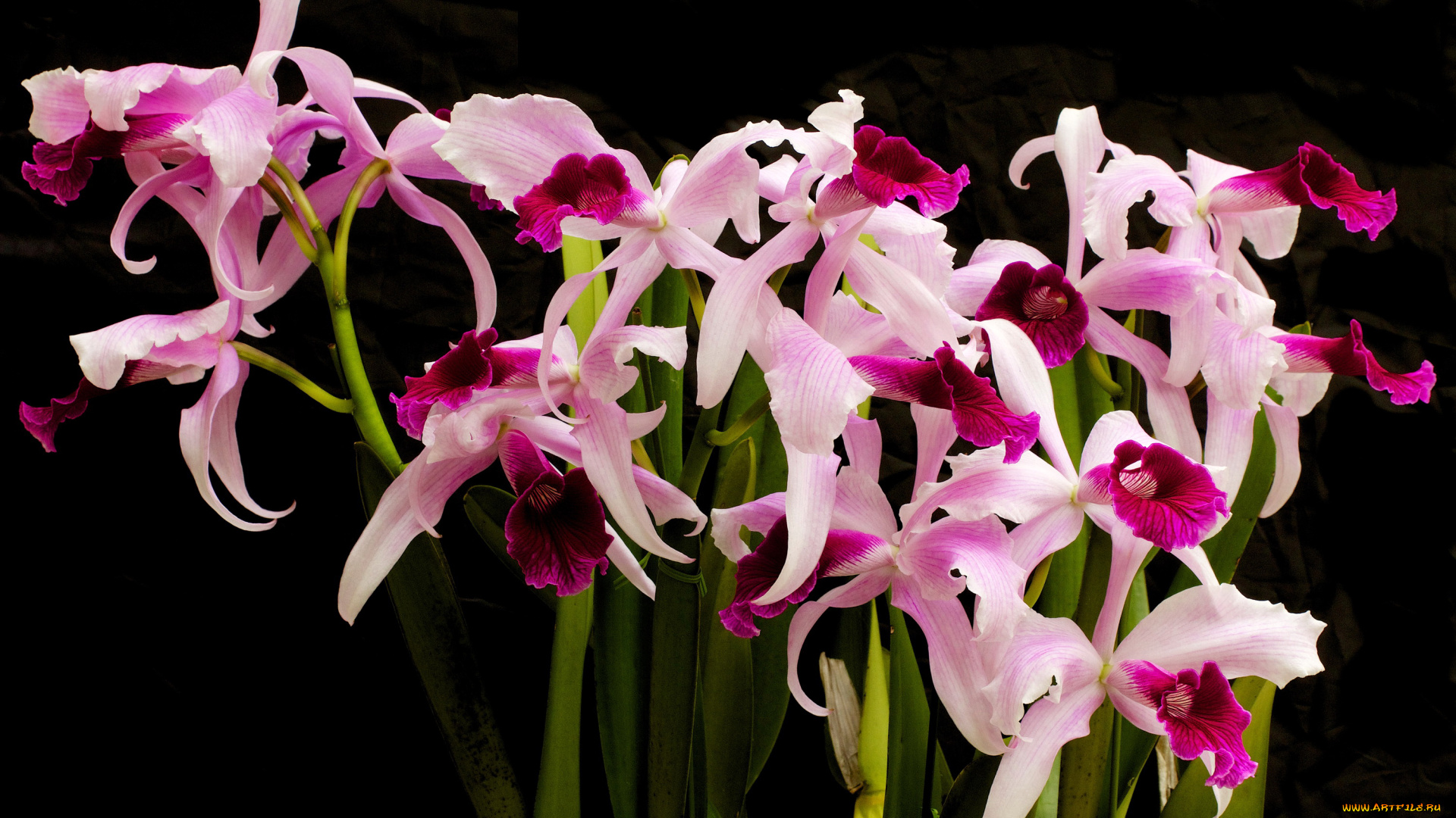 цветы, орхидеи