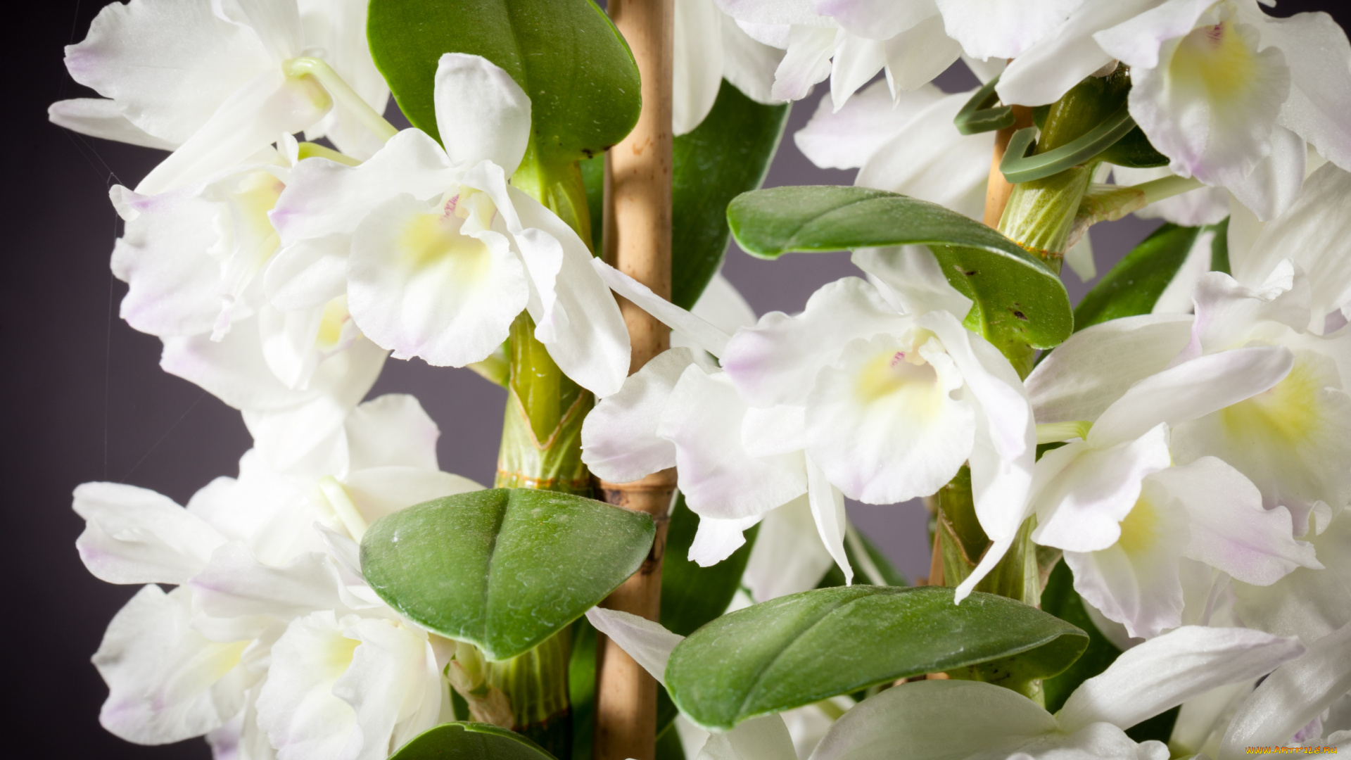 цветы, орхидеи, экзотика