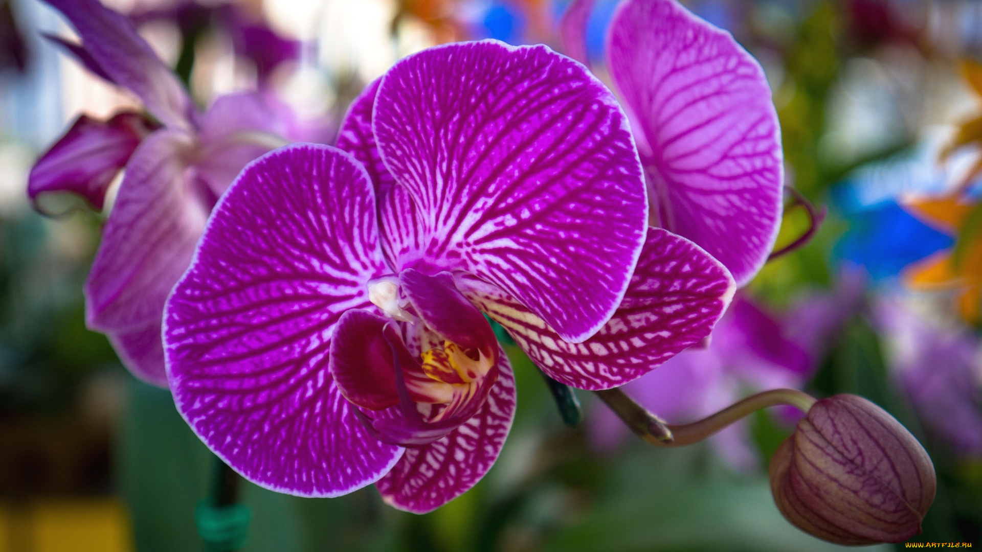 цветы, орхидеи, яркий